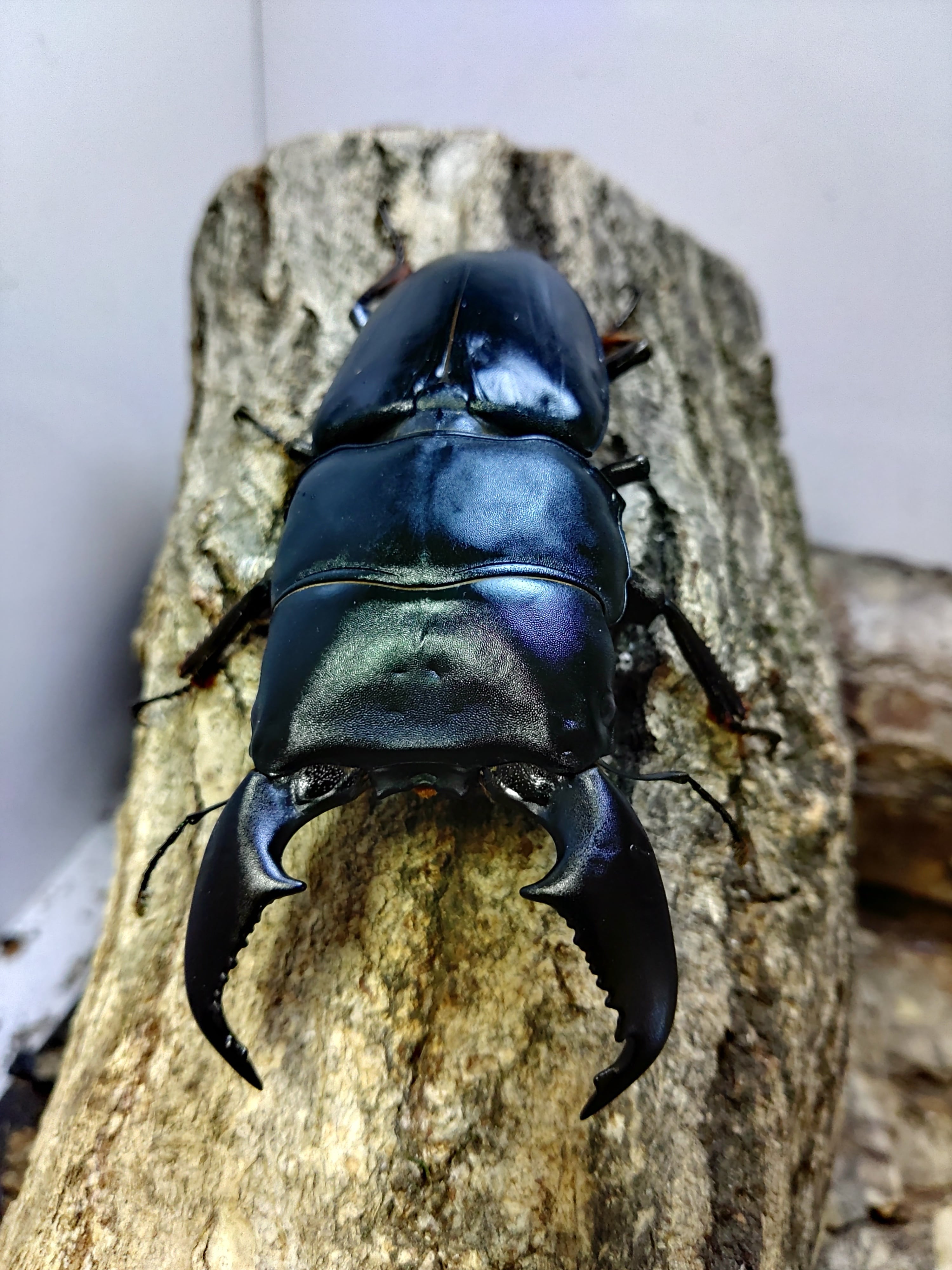 【150mm】タイタンオオウスバカミキリ カブトムシクワガタハナムグリ昆虫標本 121mm】タイタンオオウスバカミキリ カブトムシクワガタハナムグリ