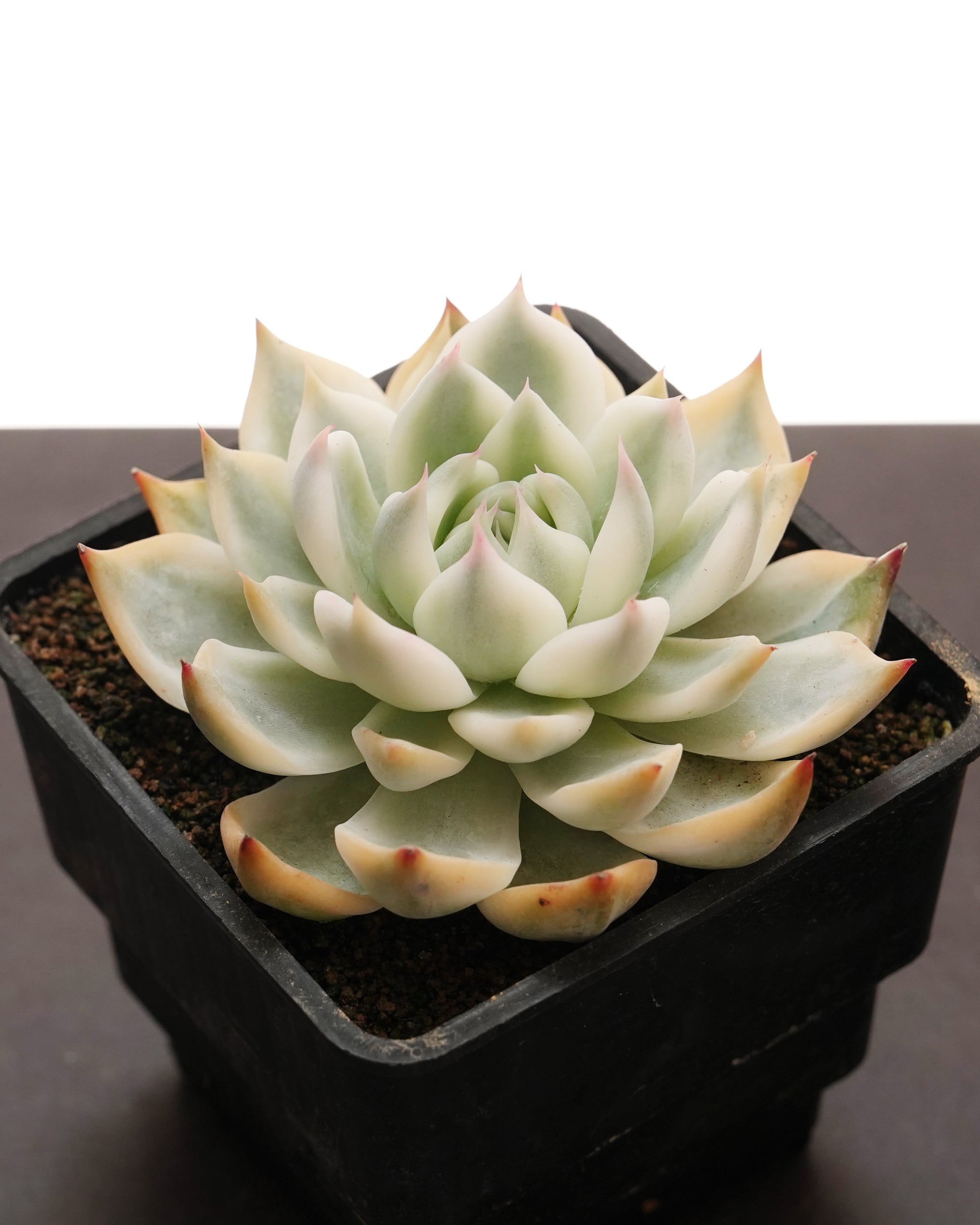 お取り置き専用　多肉植物　❁︎シュビル錦　未発根 022【三日月】おらいさん苗 ミックスベリア 成長記録 多肉植物