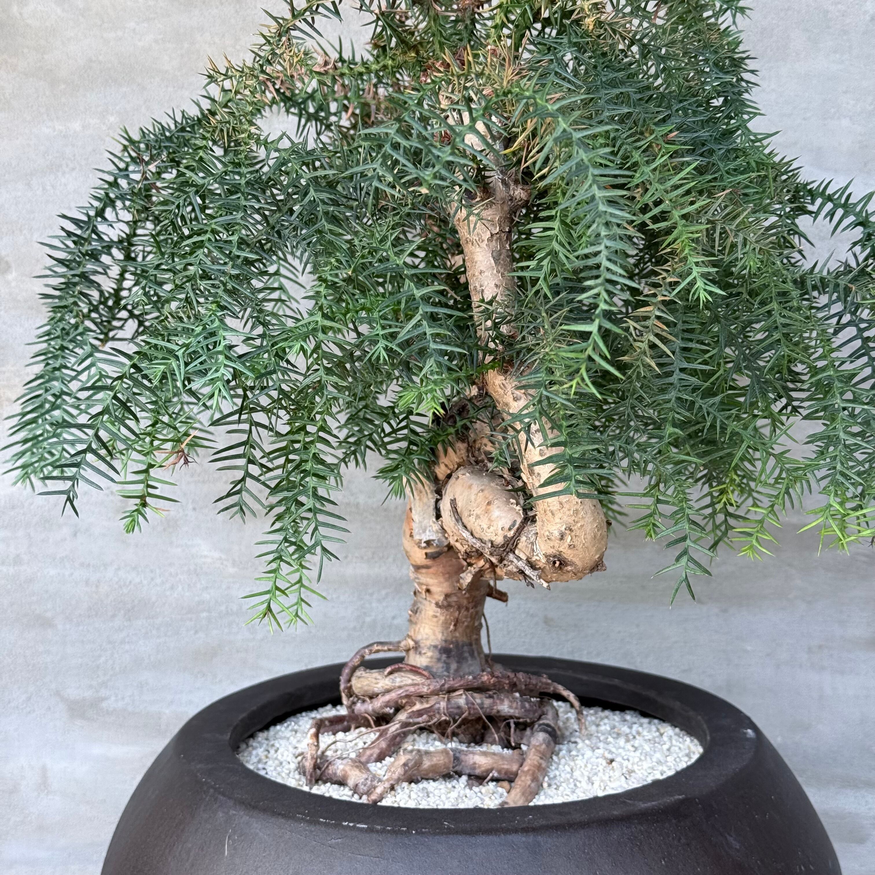 植物 ×鉢】盆栽仕立て ナンヨウスギ Araucaria アローカリア | A-PLANTS