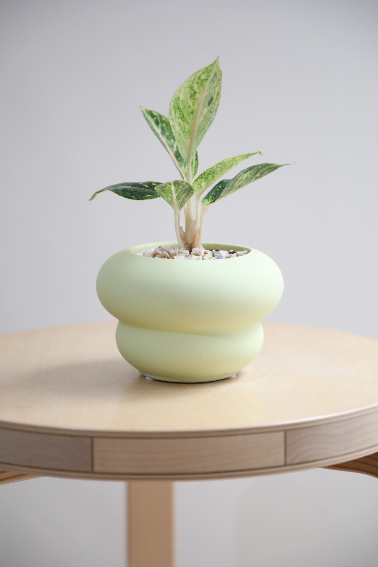 S】アグラオネマ レモンビューティー/Aglaonema | 【厳選植物・器