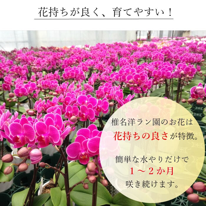 ミディ胡蝶蘭2本立 クローム鉢 4号 イエロー系／ピンク系 | Tokyo