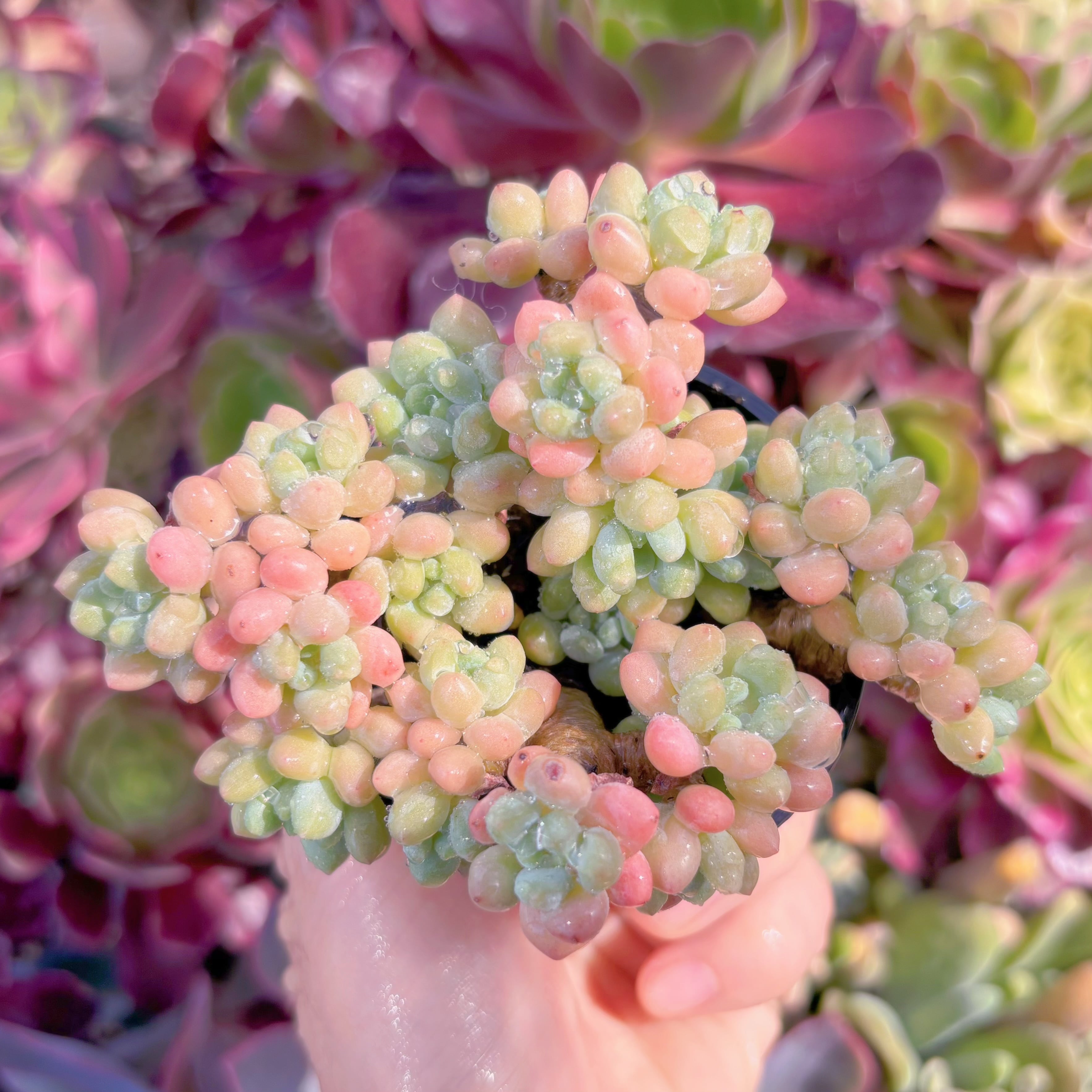 現品　ロココ#640　るる農園