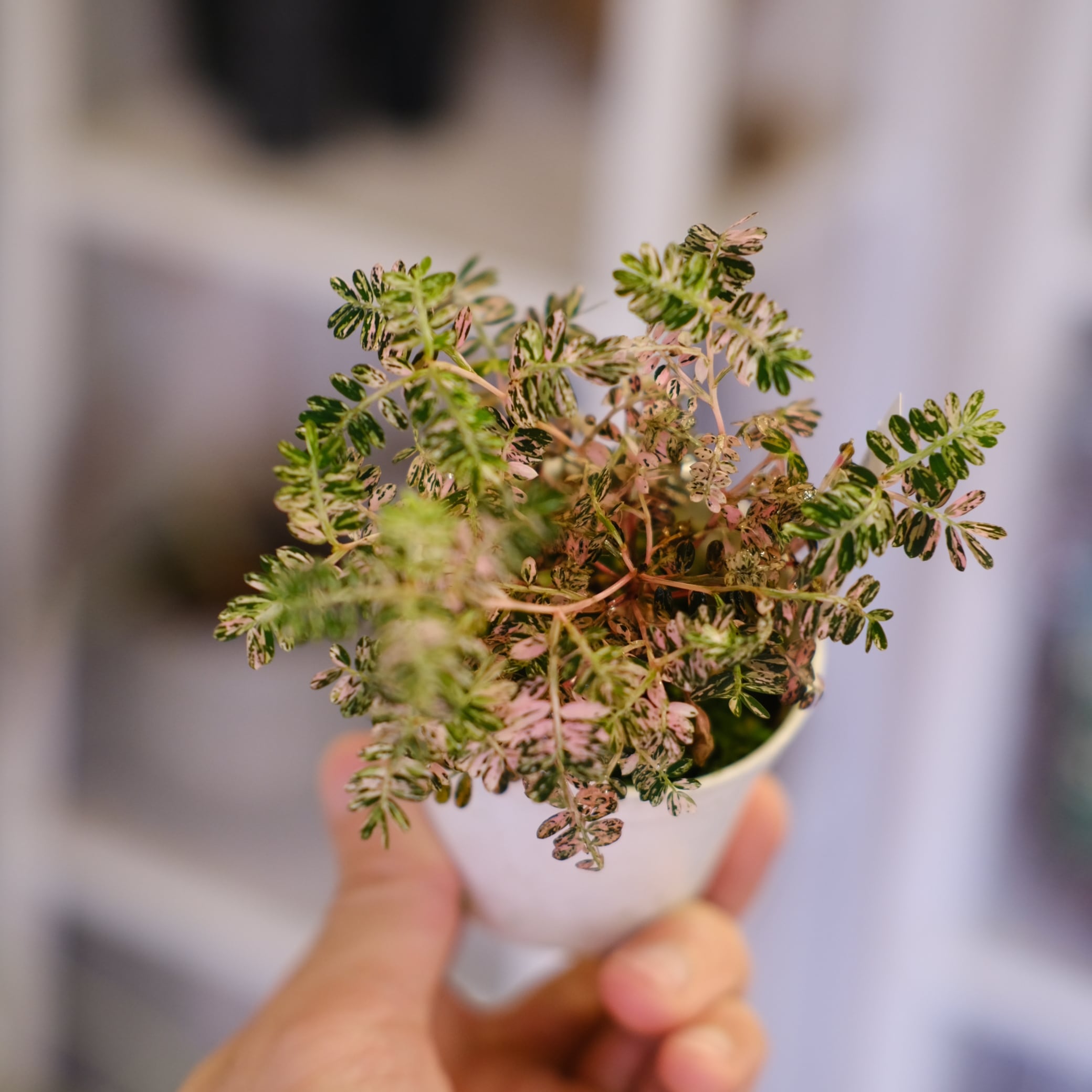 Phyllanthus urinaria 'Pink Variegated'│フィランサス・ウリナリア