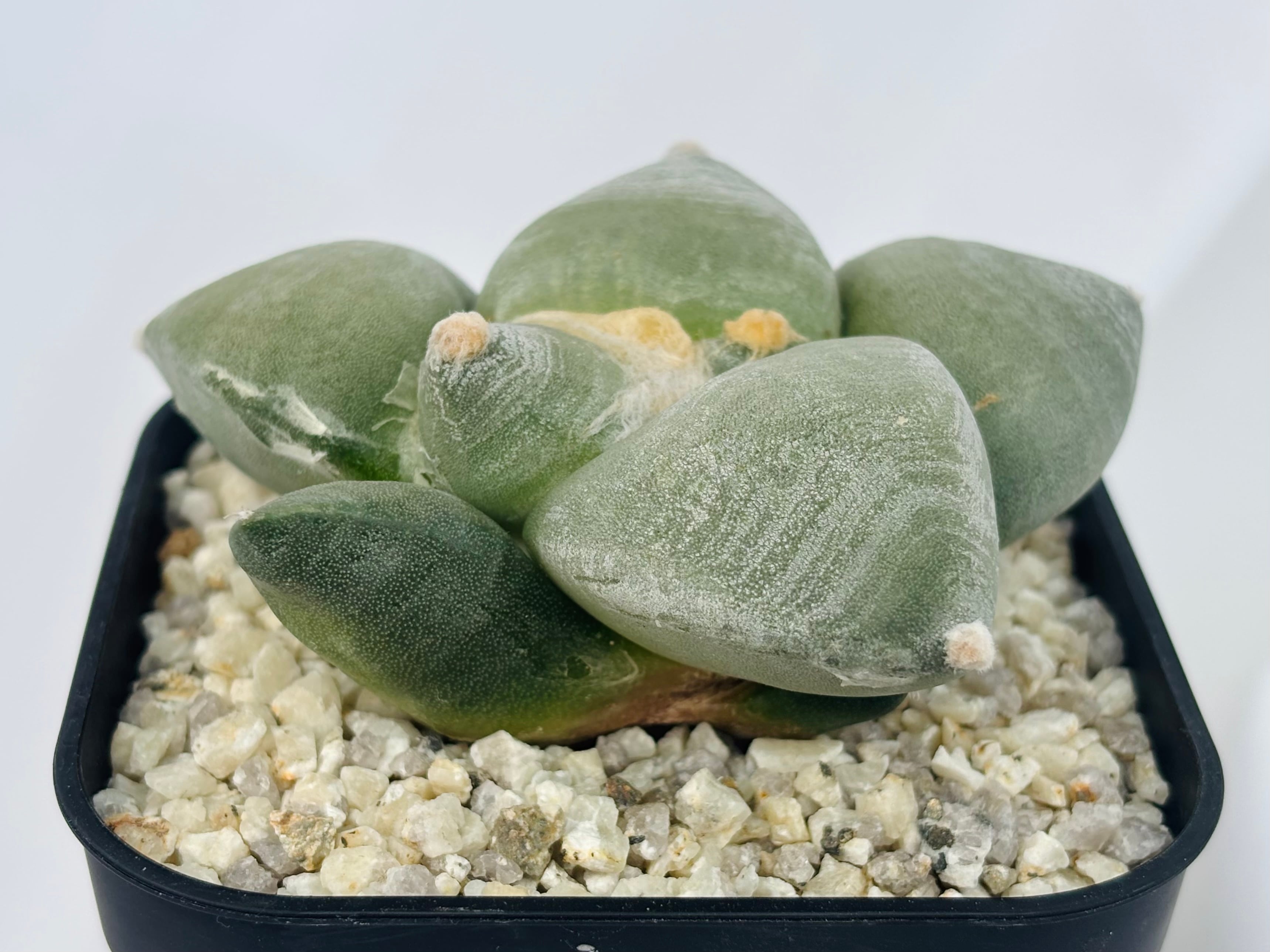 サボテン アリオカルプス 大疣青磁牡丹 Ariocarpus furfuraceus f. アリオカルプス 大疣青磁牡丹 サボテン