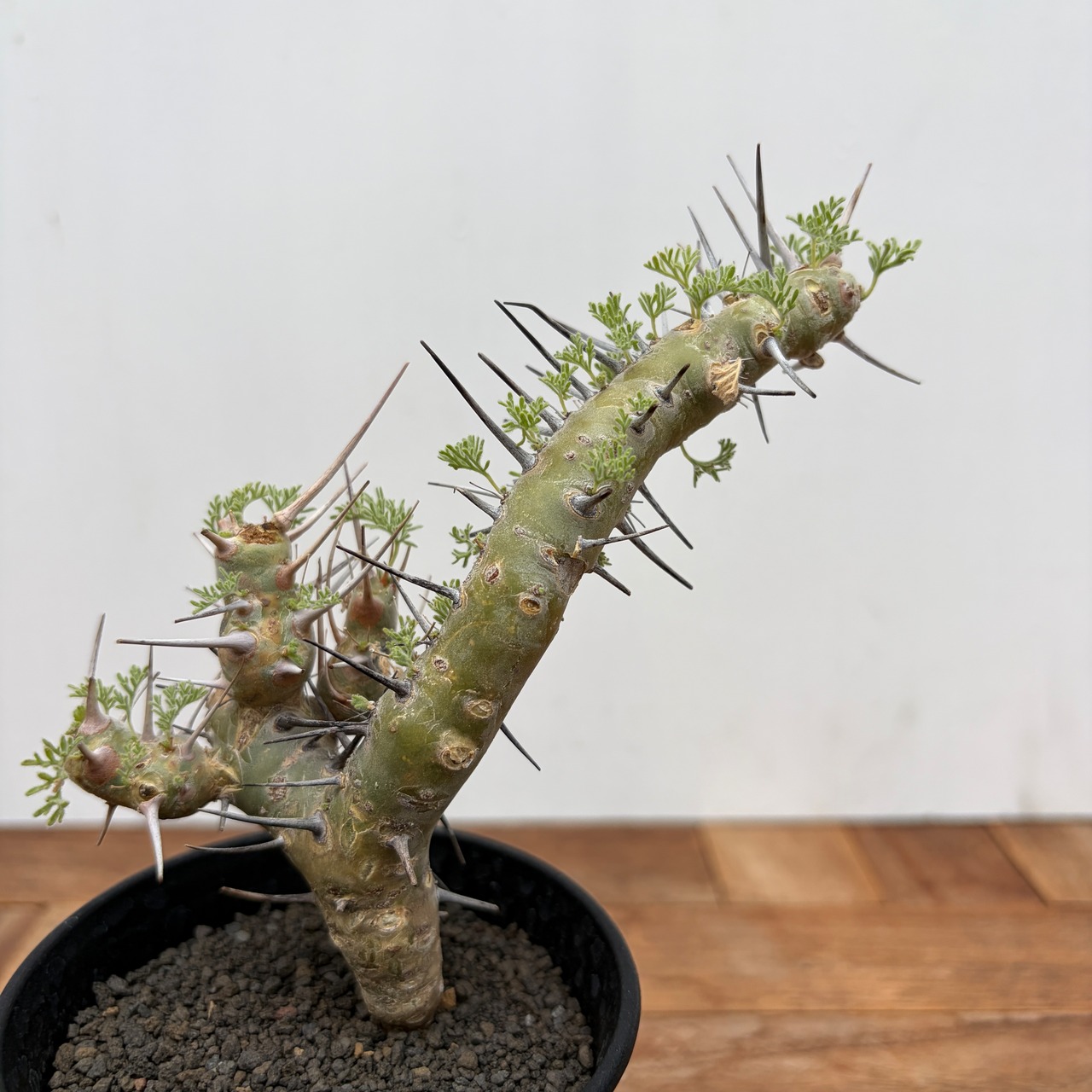 Monsonia herrei【モンソニア・へレー】