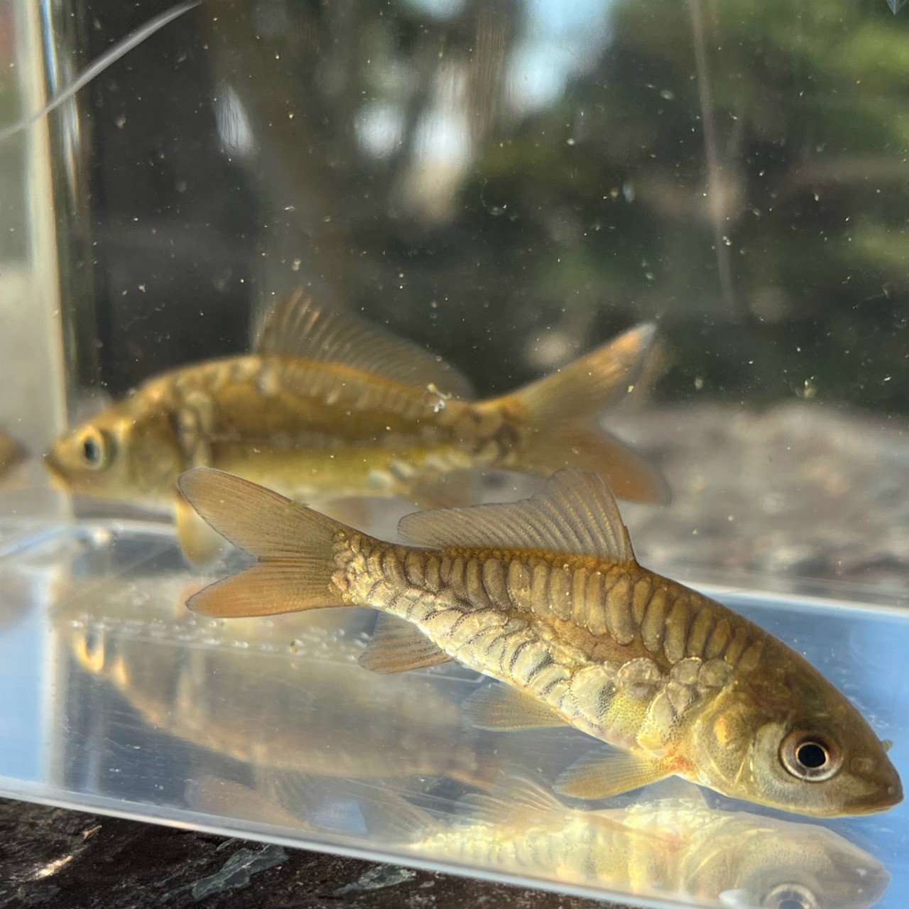 （淡水魚）ドイツマゴイ／真鯉（養殖）　10ｃｍ±（1匹）【生体】