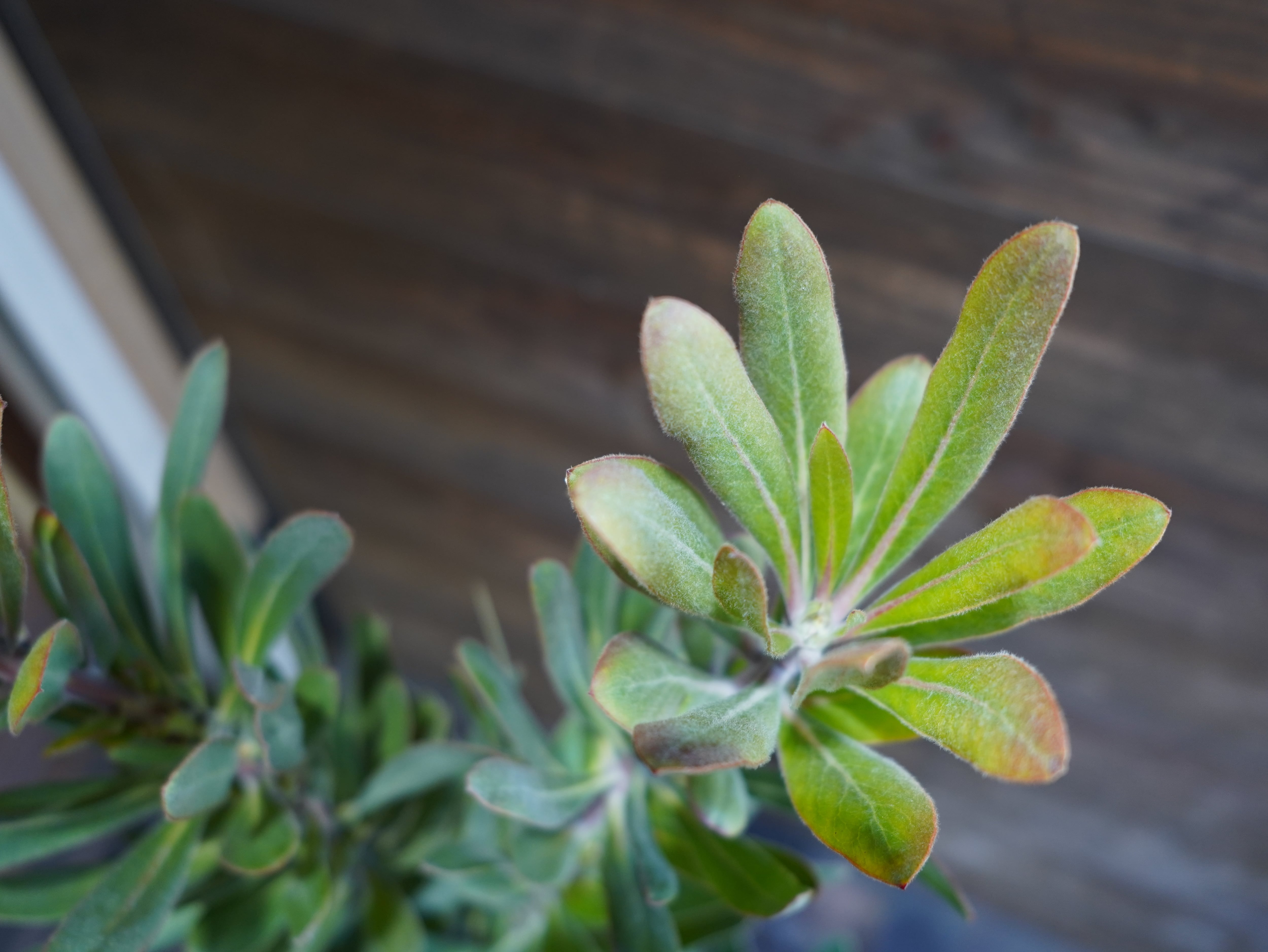 【現物】プロテア　”スペシャルピンクアイス”　A