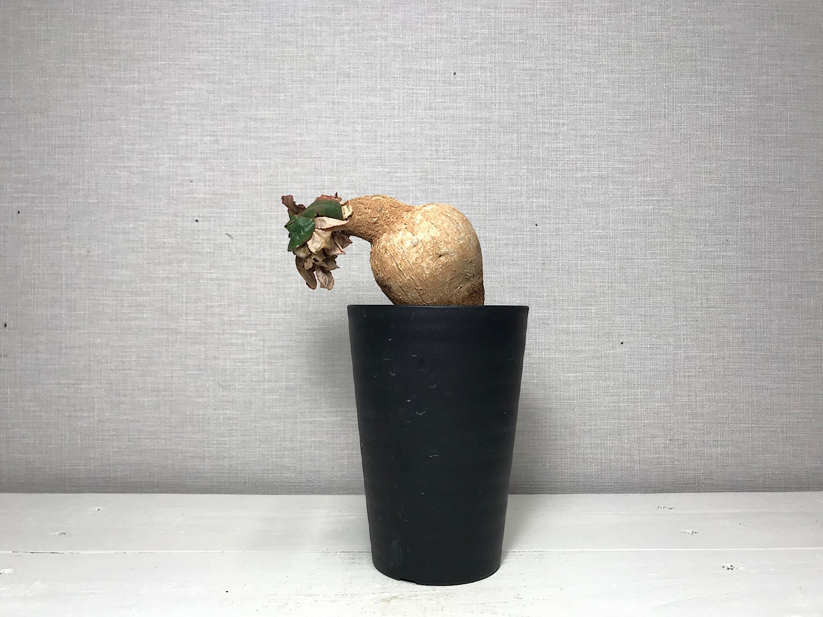 ユーフォルビア プリムリフォリア