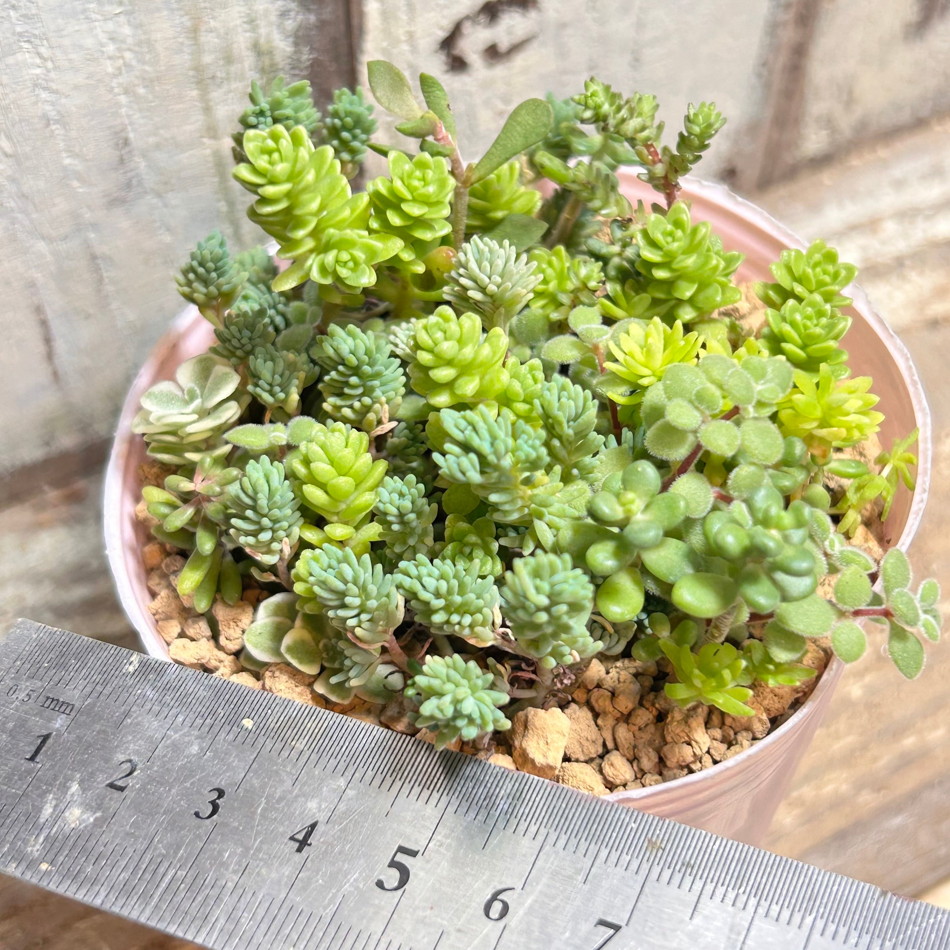 セダム寄せ植え | RuPo 多肉植物専門店