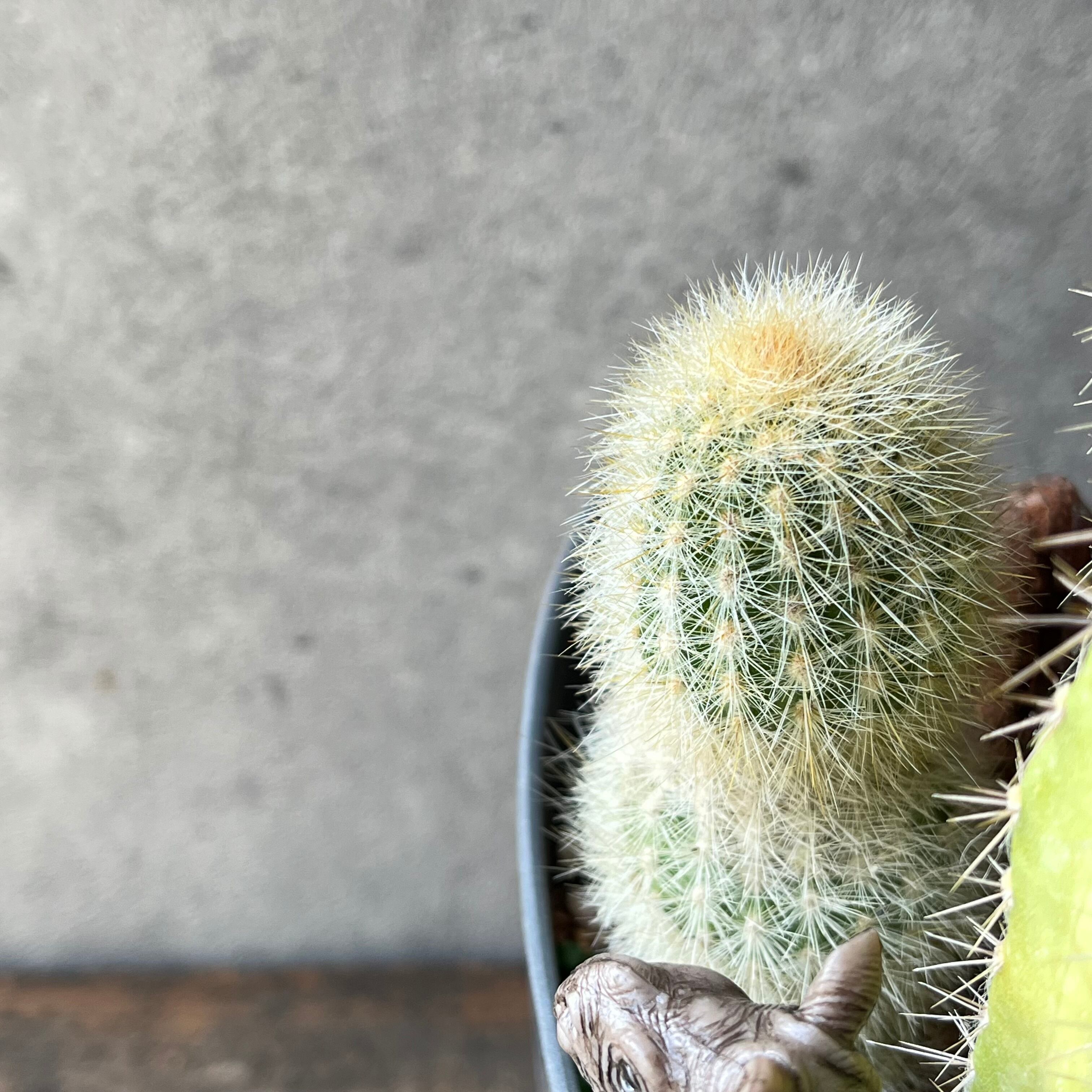 Rhinoceros Kids サイ | SABOTEN MISSILE