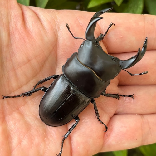 【希少産地・新成虫】京都府宇治市産オオクワガタペアF1個体(♂68mm) #6843