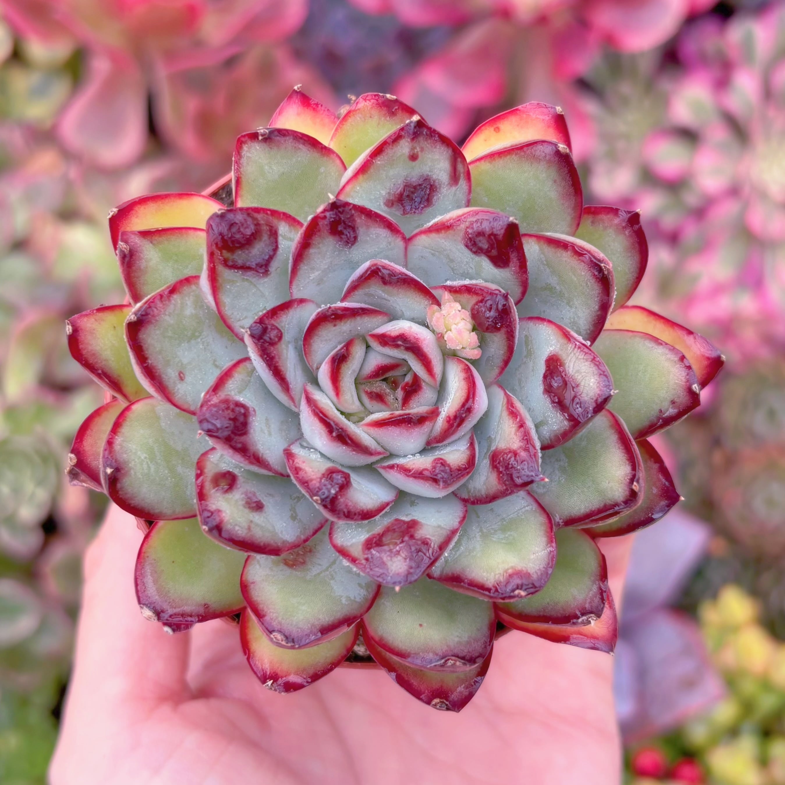 現品　コブレッドエッジ#A079　るる農園