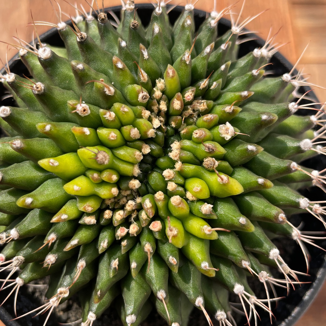 Gymnocalycium mihanovichii【ギムノカリキウム・ミハノビッチ棘なしモンスト】