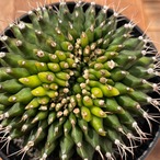 Gymnocalycium mihanovichii【ギムノカリキウム・ミハノビッチ棘なしモンスト】