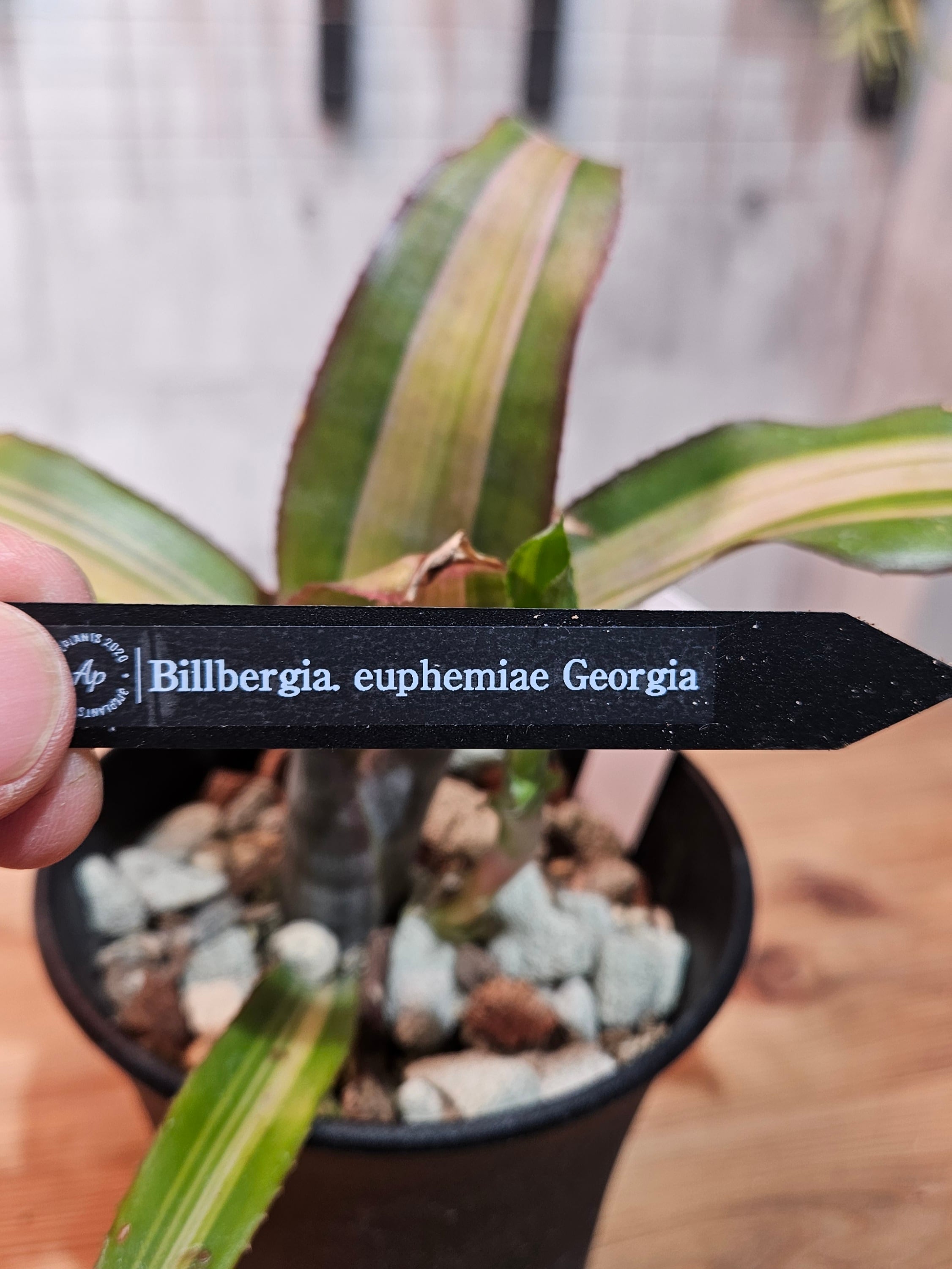 Billbergia euphemiae Georgia【artPLANTs/PLANTS GARAGE