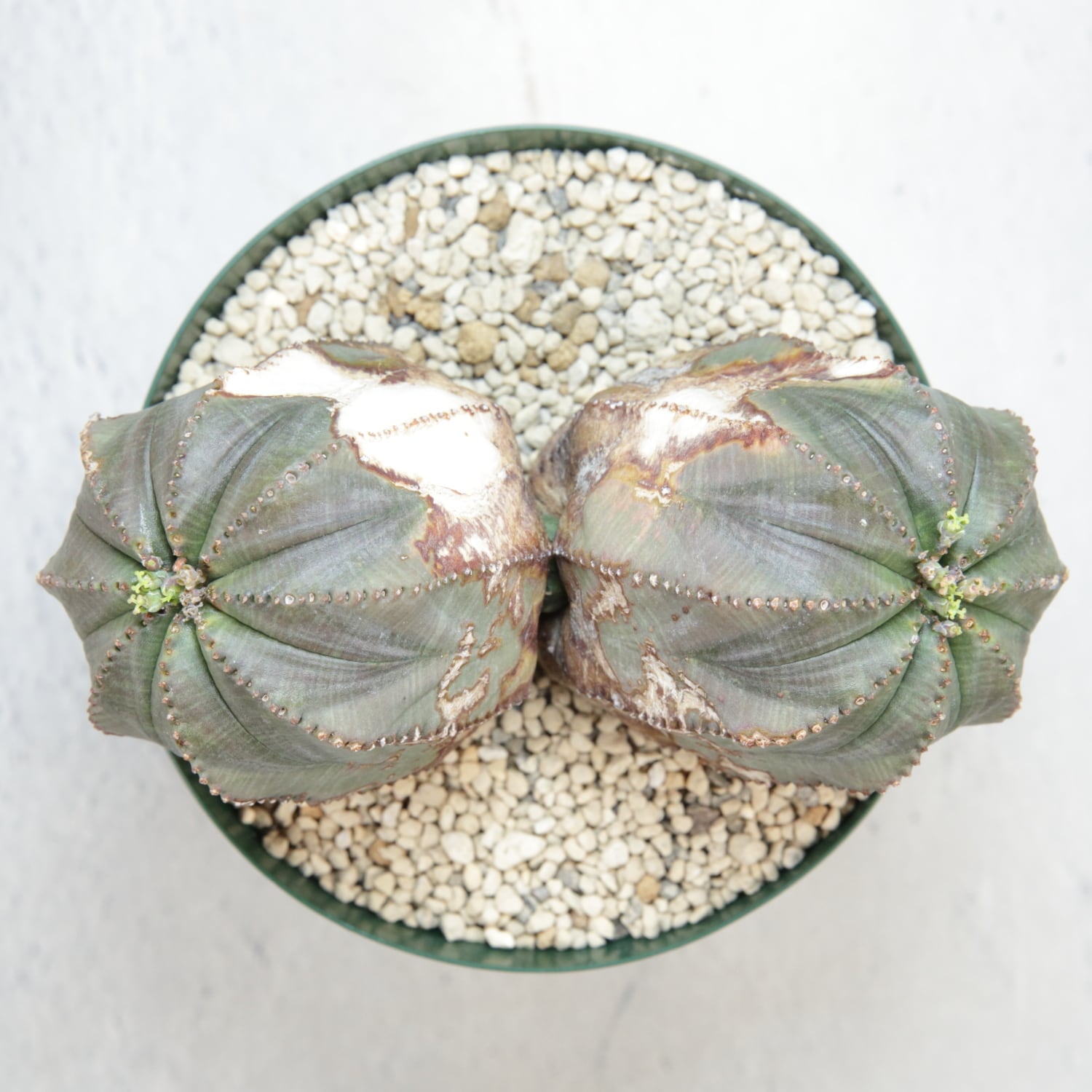 メス株 最大幅 約13.6cm ダブルヘッド オベサ / ユーフォルビア