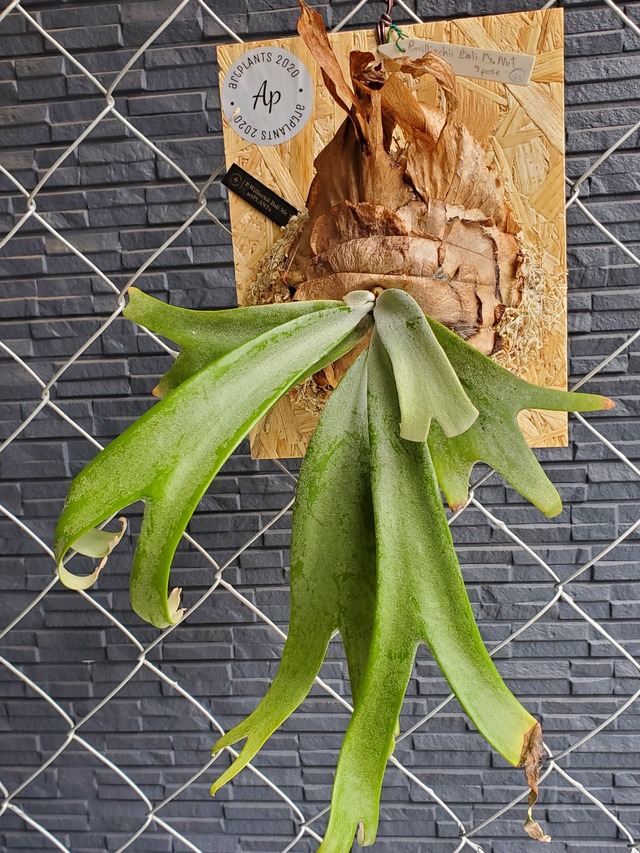 P.Willinckii Bali Mr.Nut (Spore)【artPLANTs】ビカクシダ/Platycerium