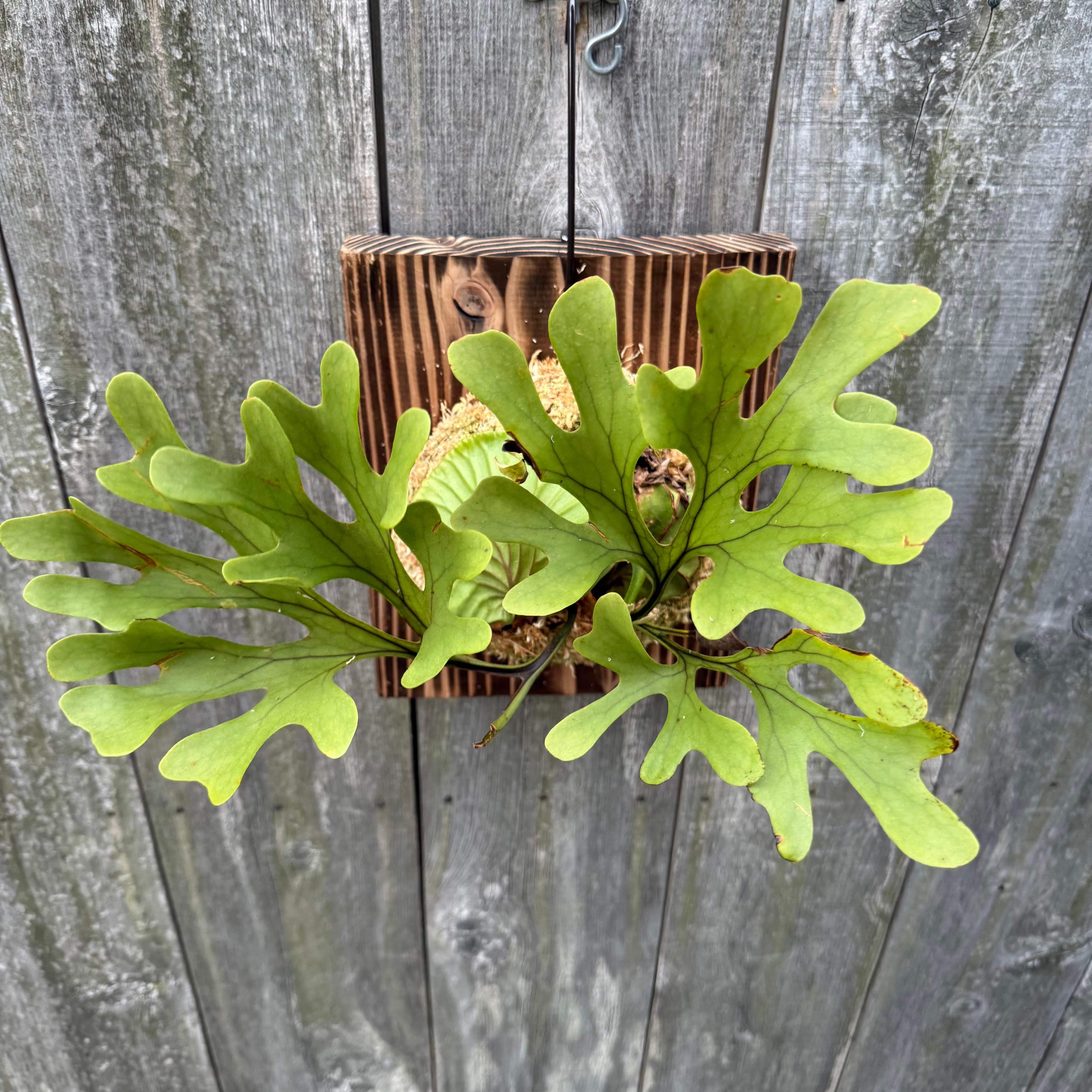 P.ridleyi wild | naturefix