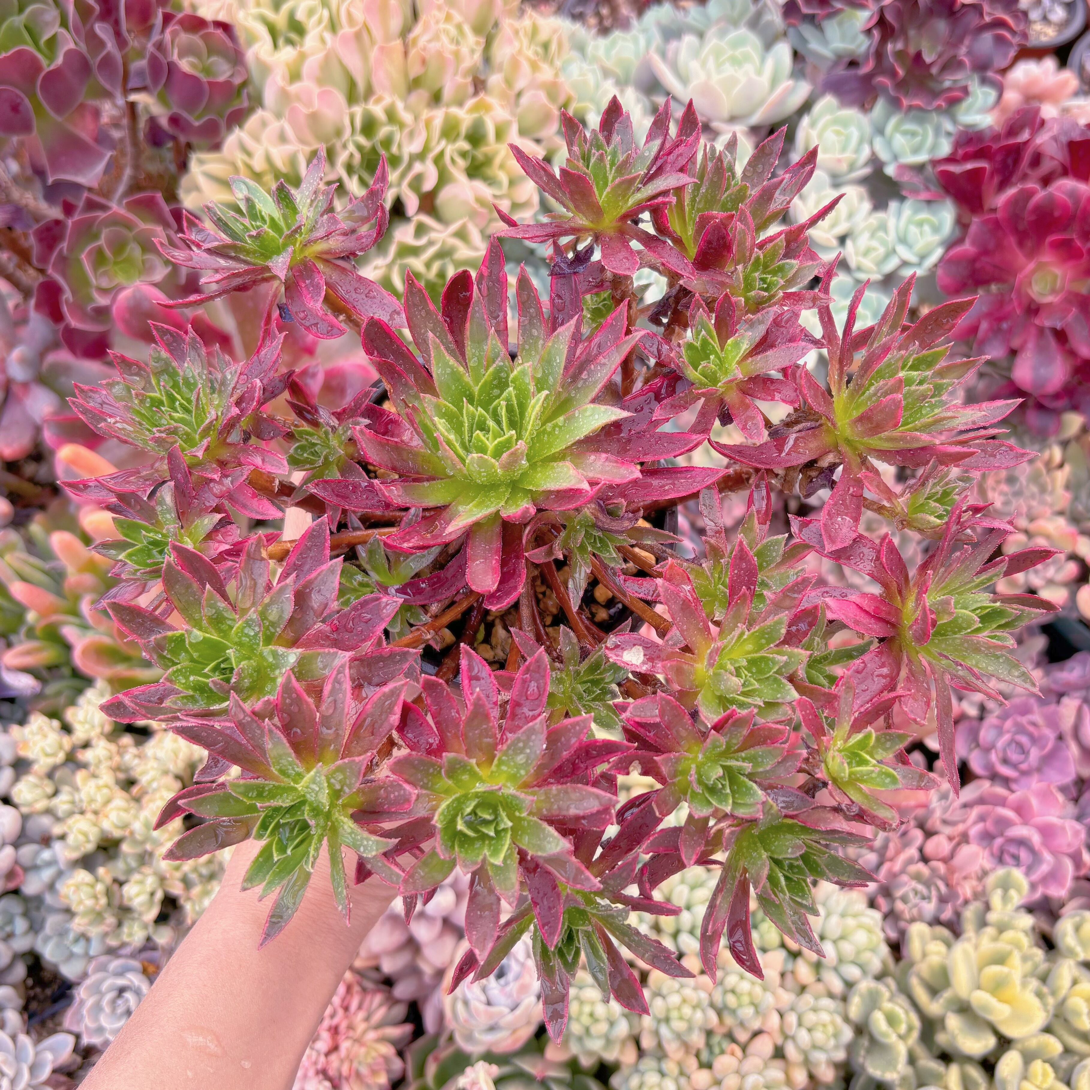 現品　鳳凰錦#918　特大群生　新入荷　るる農園