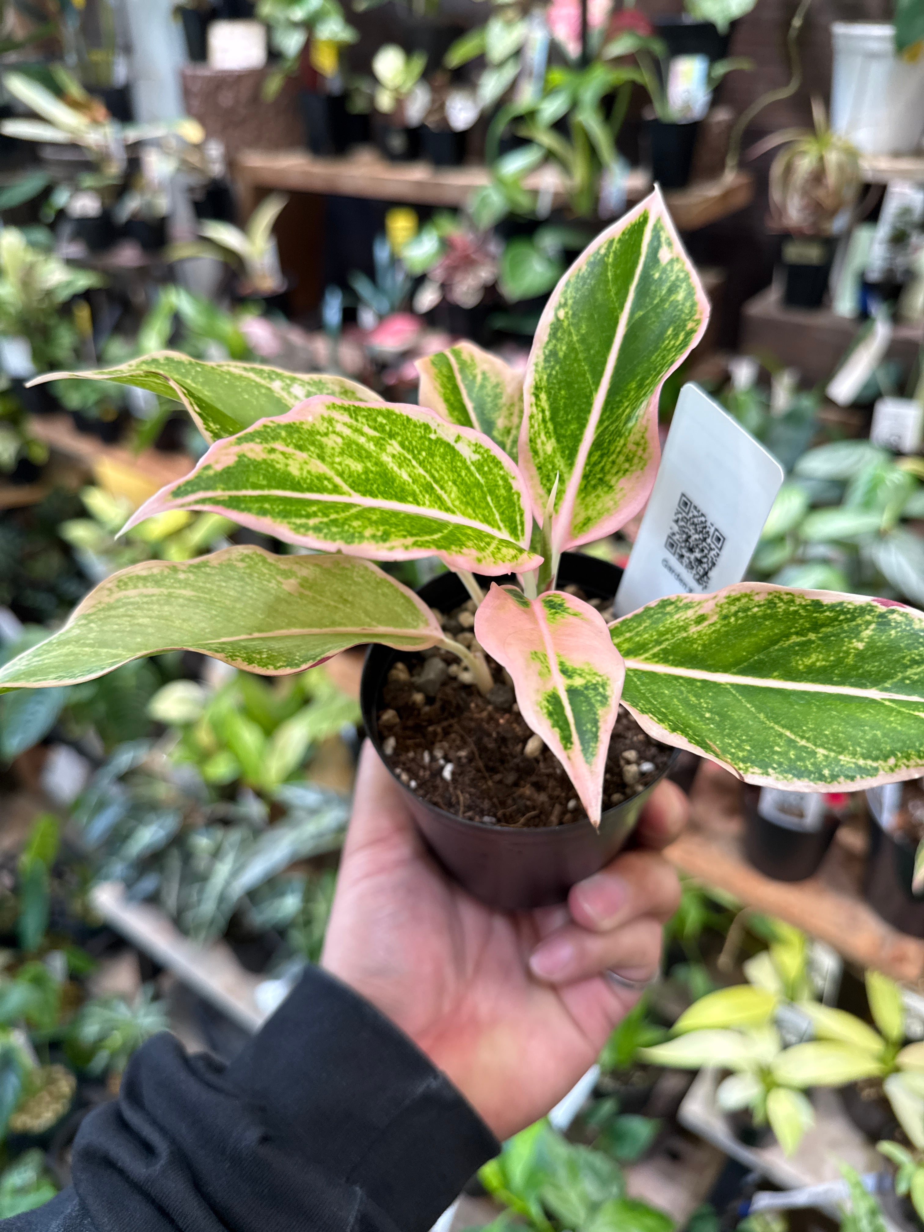 Aglaonema Siam aurora pink / サイアムオーロラピンク | Gardenえん