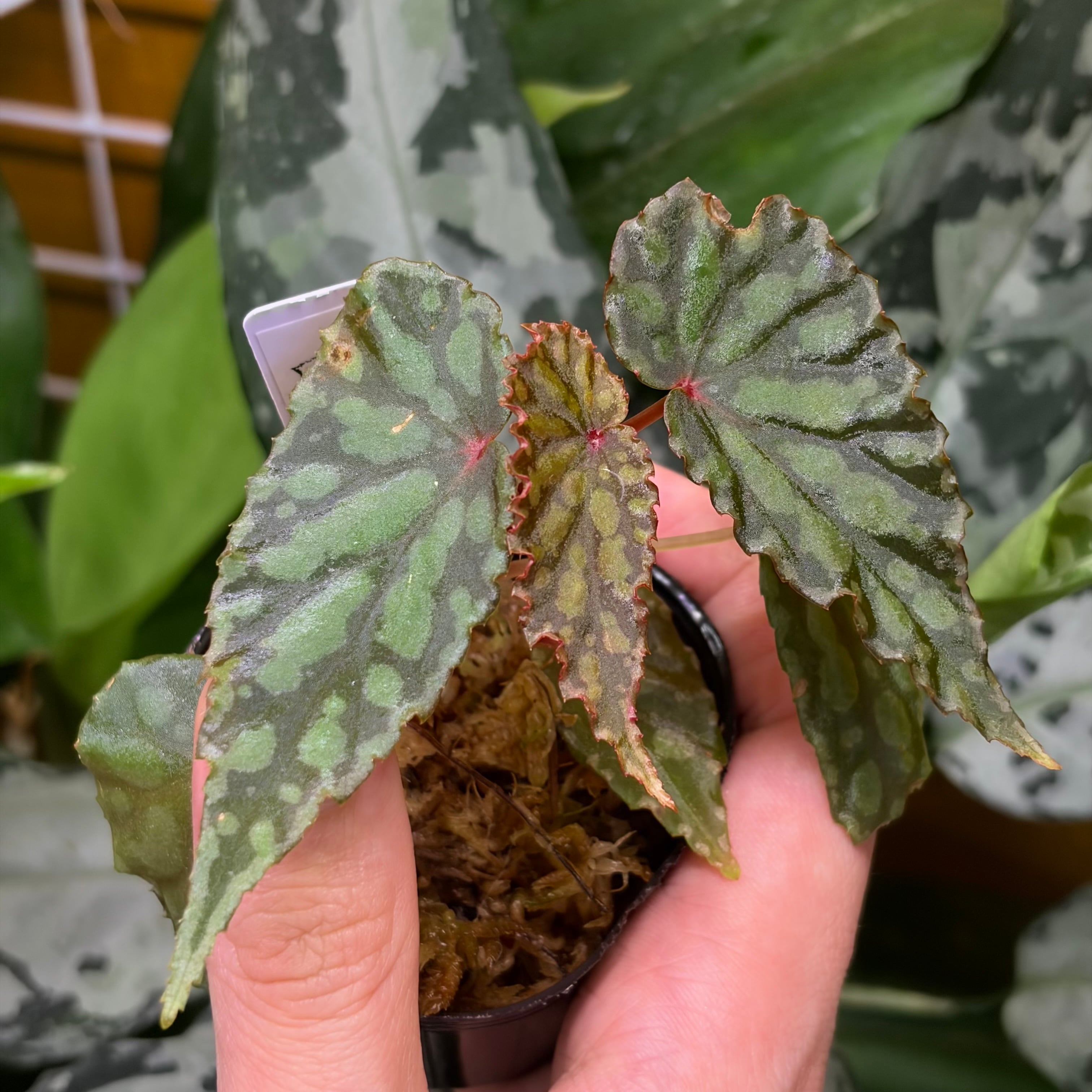 青光り】 Begonia sp. Vietnam 原種ベゴニア | 熱帯雨林植物専門店