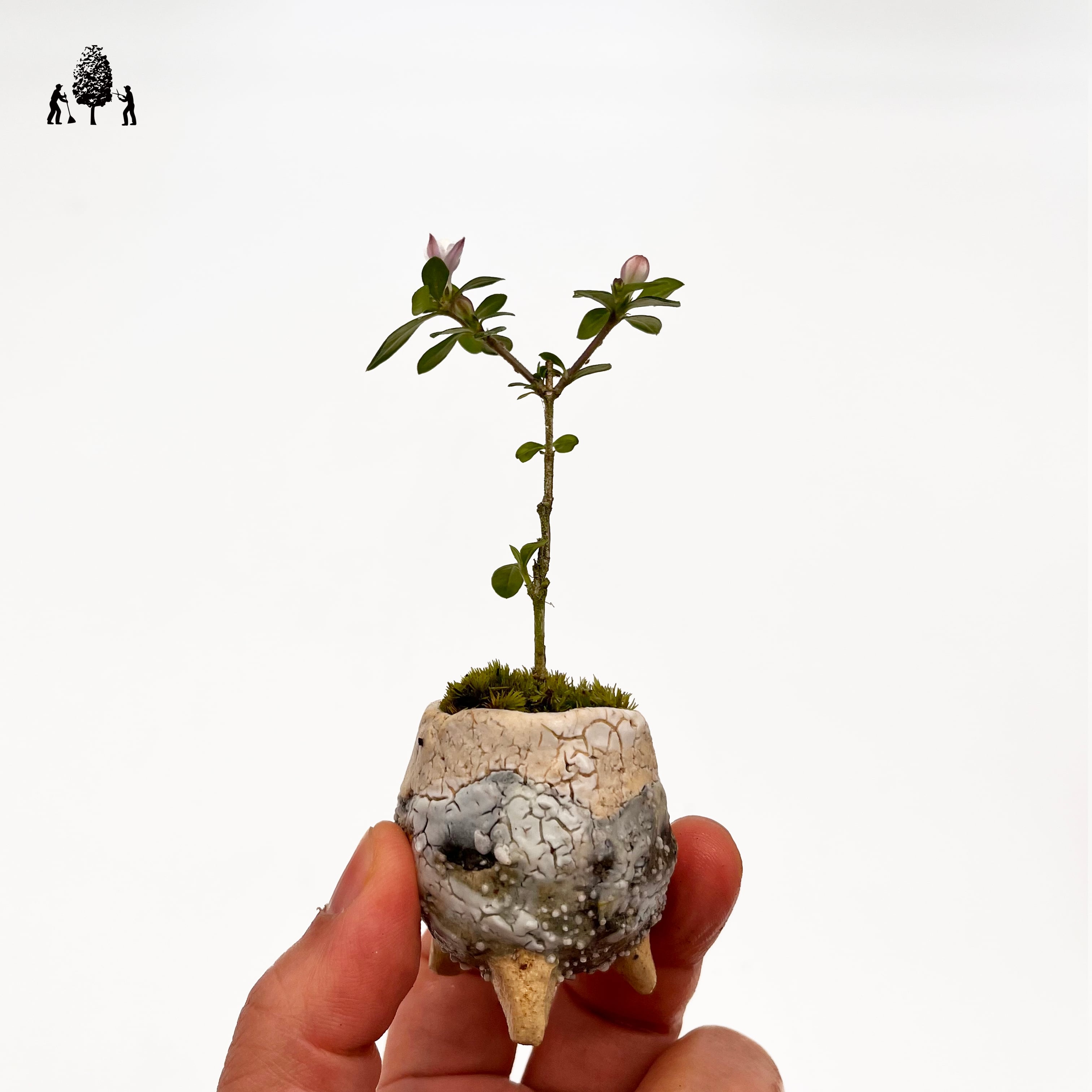 赤松半懸崖 | Just boning Premium Bonsai by Season's Green NIWATEN