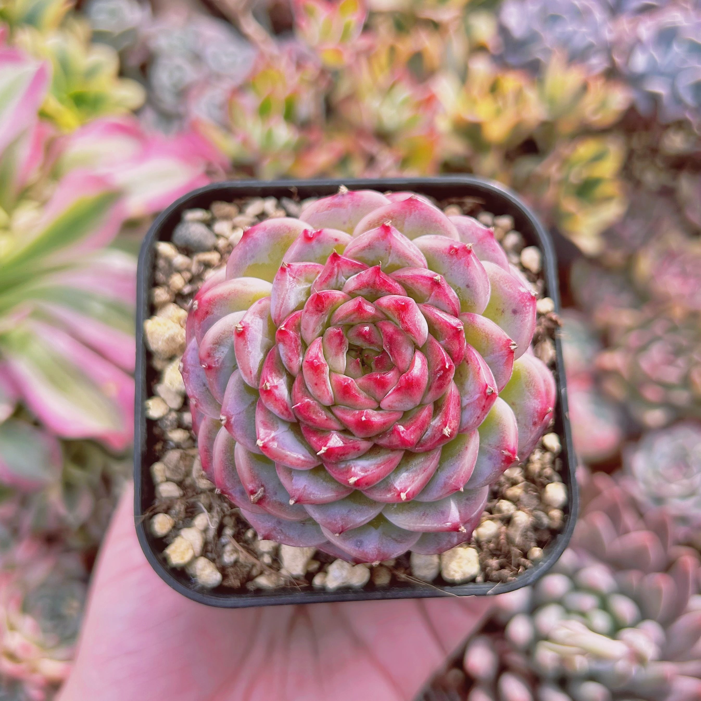 現物　多肉植物　ジャムハート