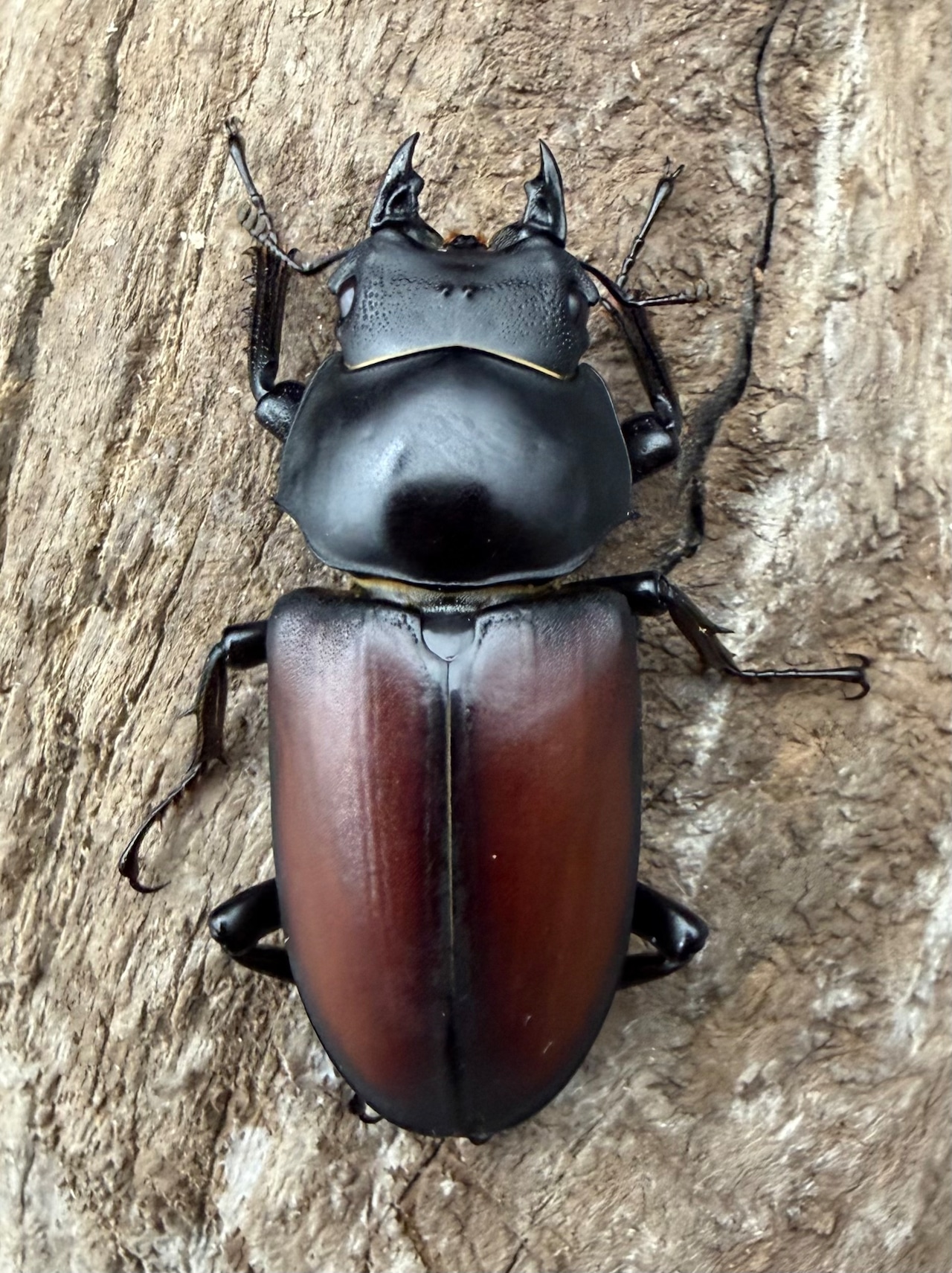 【WD】《マクレイコクワ チベット産 65mm ♂♀♀トリオ》