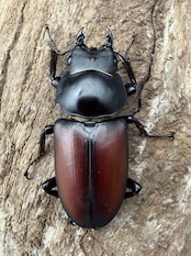 【WD】《マクレイコクワ チベット産 65mm ♂♀♀トリオ》