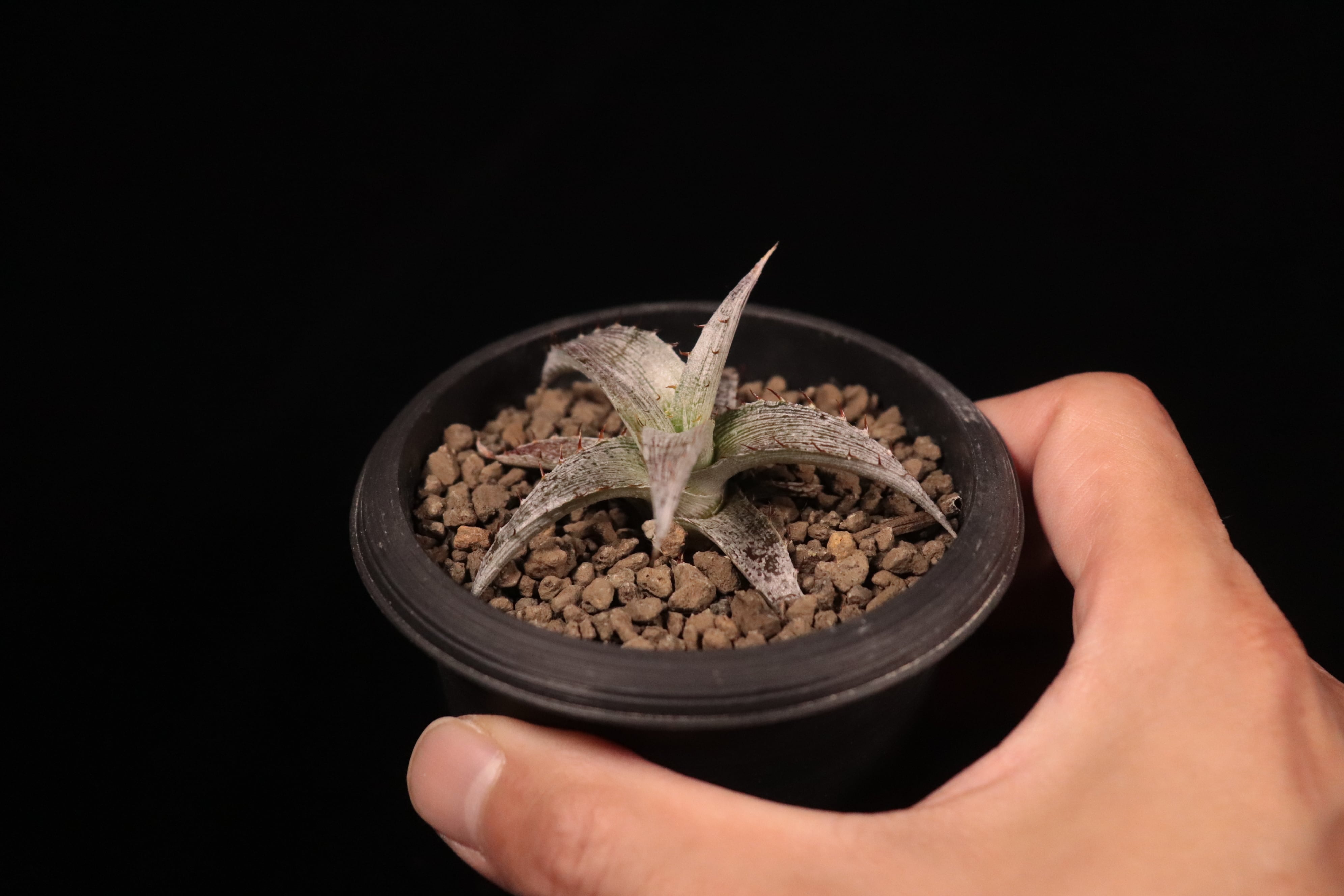 Dyckia braunii × macedoi〔ディッキア〕D573 | plane plants