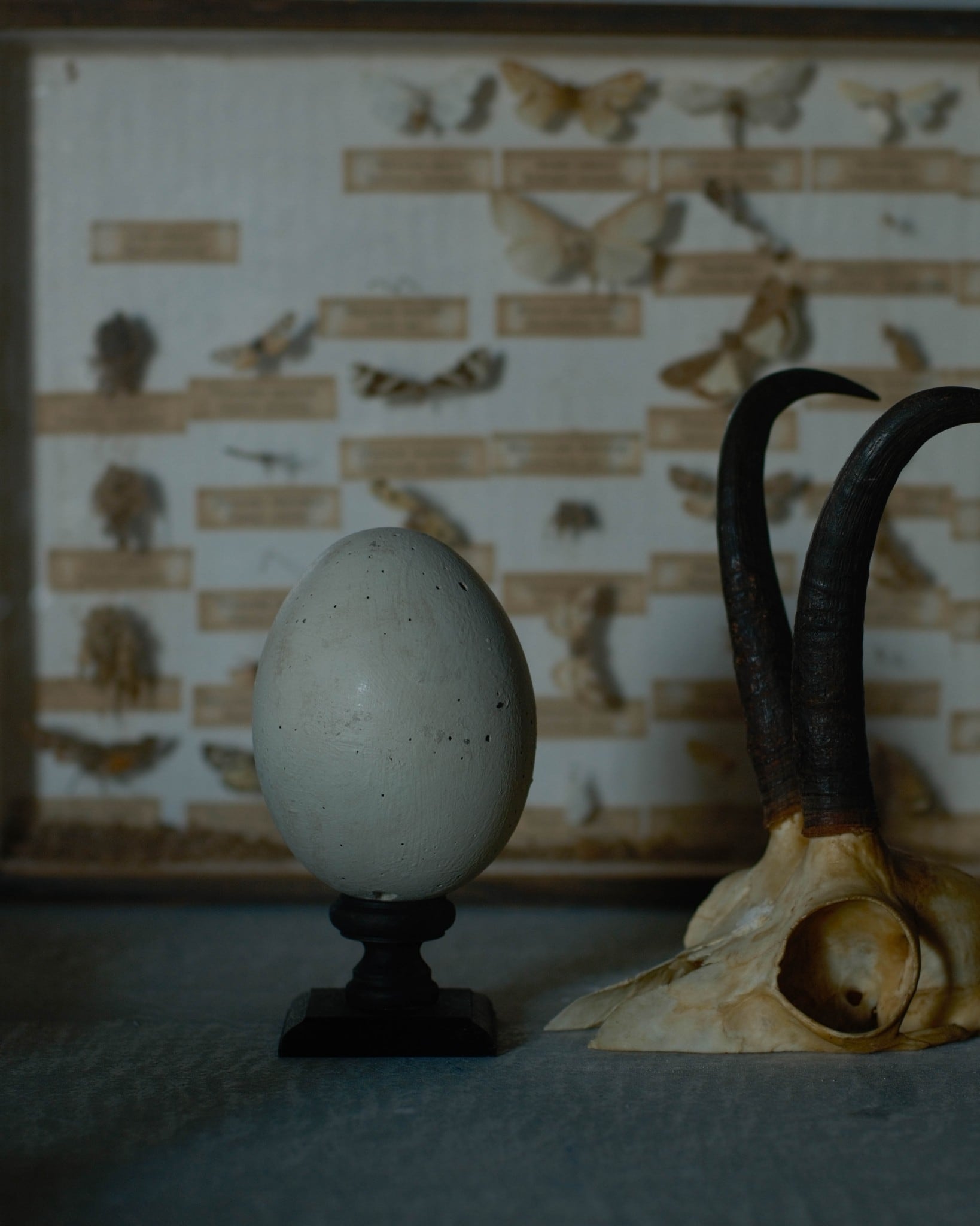 水田典寿 egg object | 貝と耳
