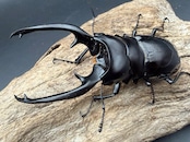 【WD】《インターメディアツヤクワガタ ネグロス島産 95.5mm ペア》