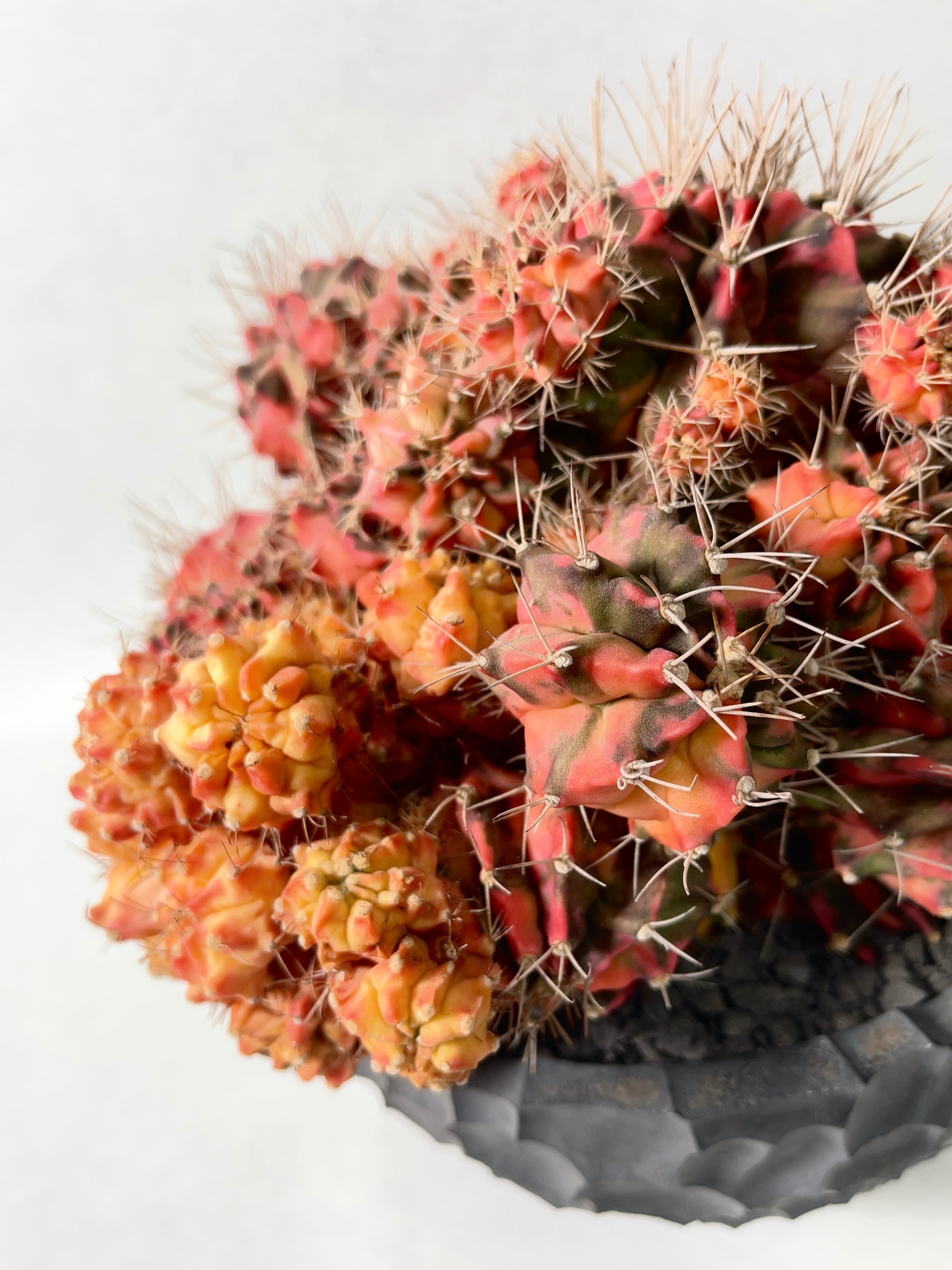 ギムノカリキウム・翠晃冠錦 | trigger