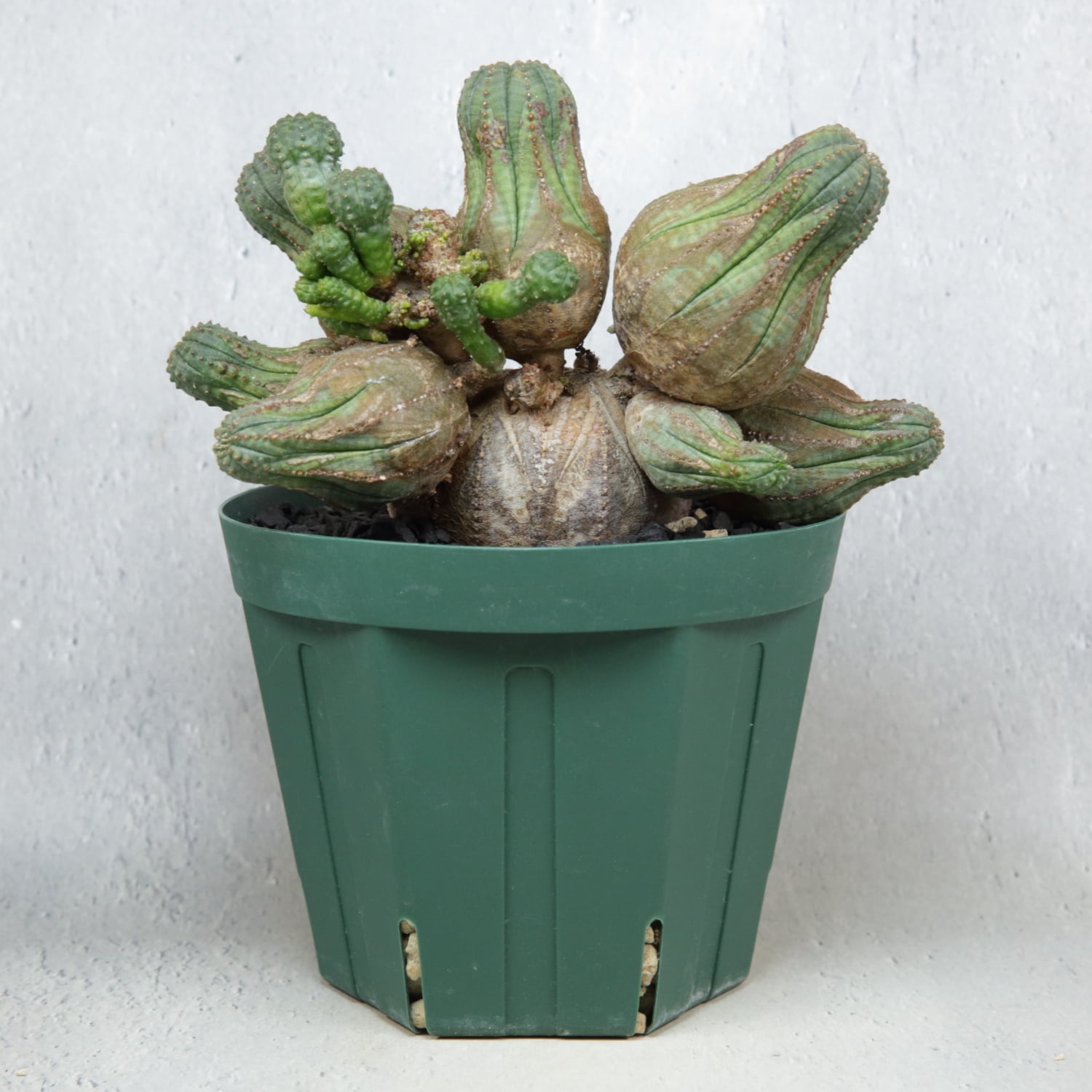 厳選株】大株 親株 最大幅約 17cm 仔吹き 円扇綴化 オベサ