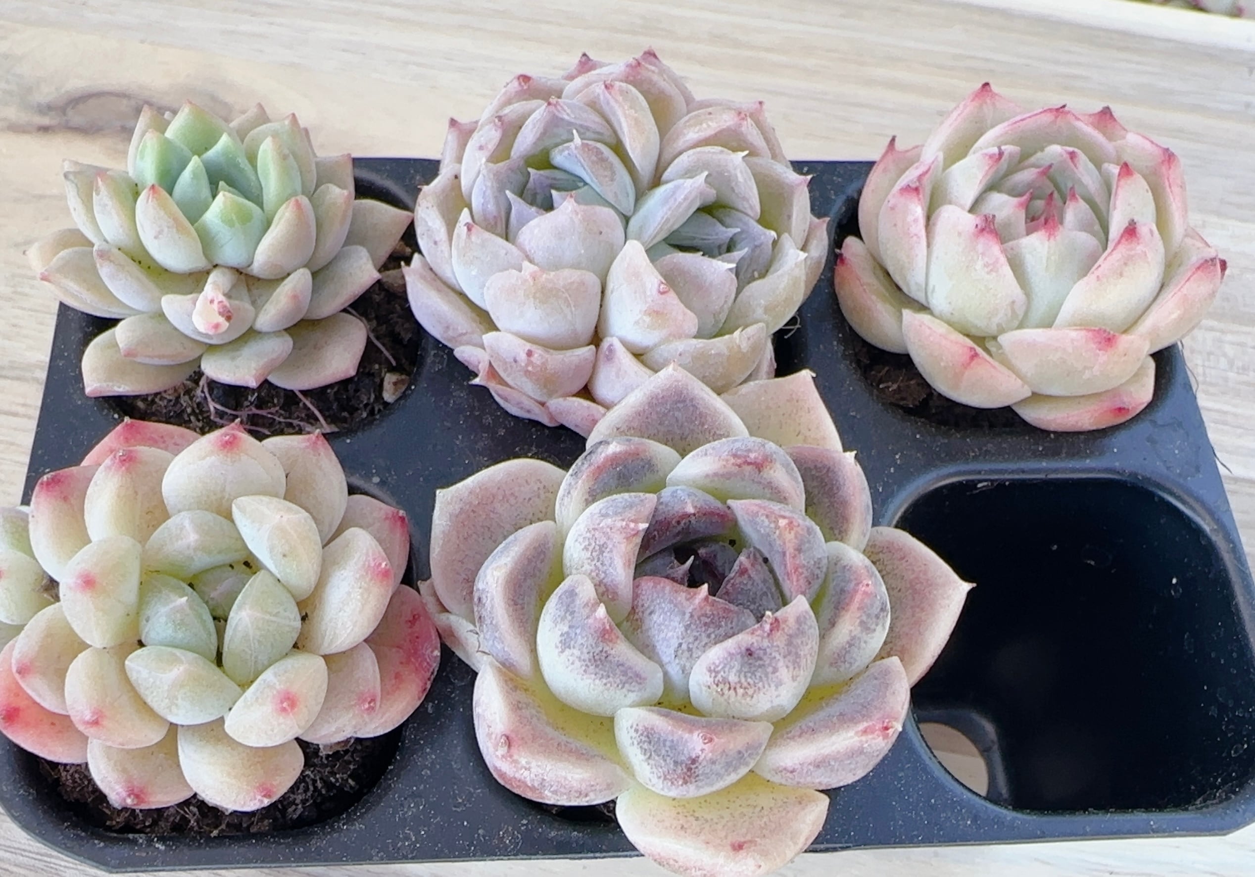 一寸鉢✴︎20個セット✴︎ | 倉敷多肉工房