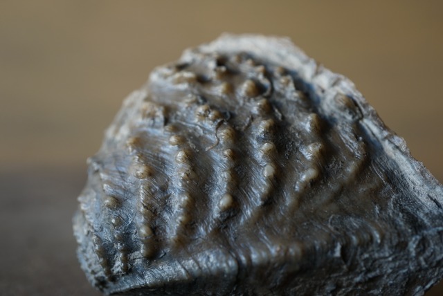 ポルトガル産ミオフォレラ化石  Myophorella lusitanica 1035