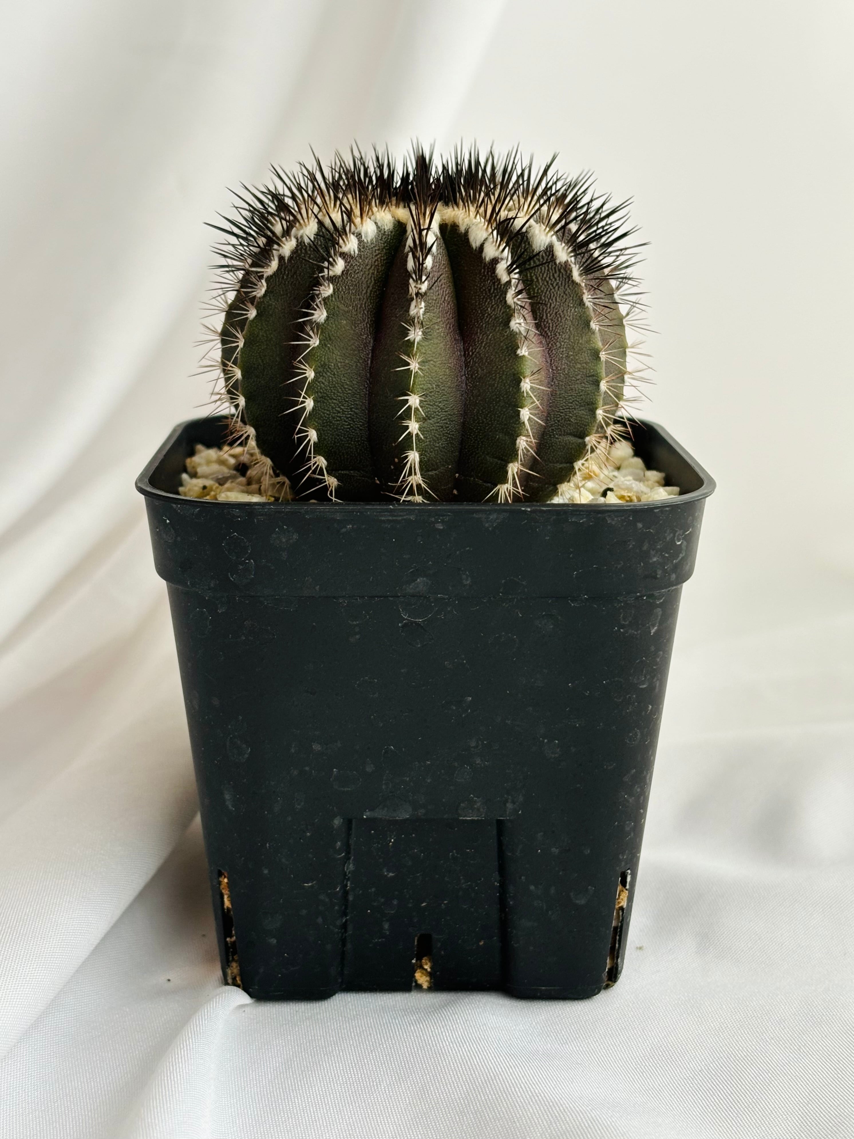 ペクチニフェラ　接オロシ　サボテン Uebelmmania pectinifera ユーベルマニア・ペクチニフェラ