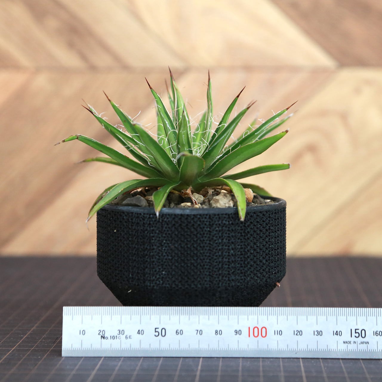 Agave multifilifera アガベ ムルチフィリフェラ(Lot.001