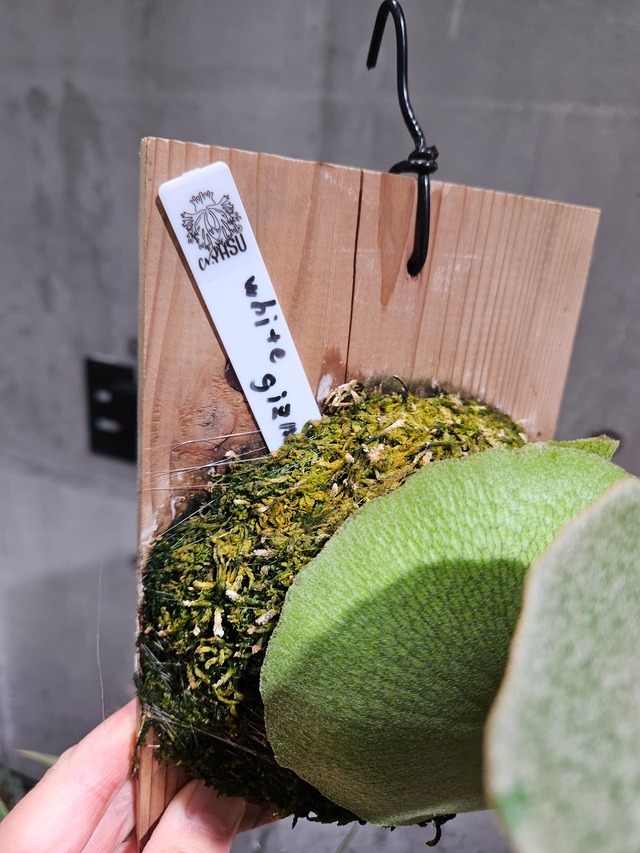 P. White gizmo【artPLANTs/PLANTS GARAGE】  ビカクシダ/Platycerium