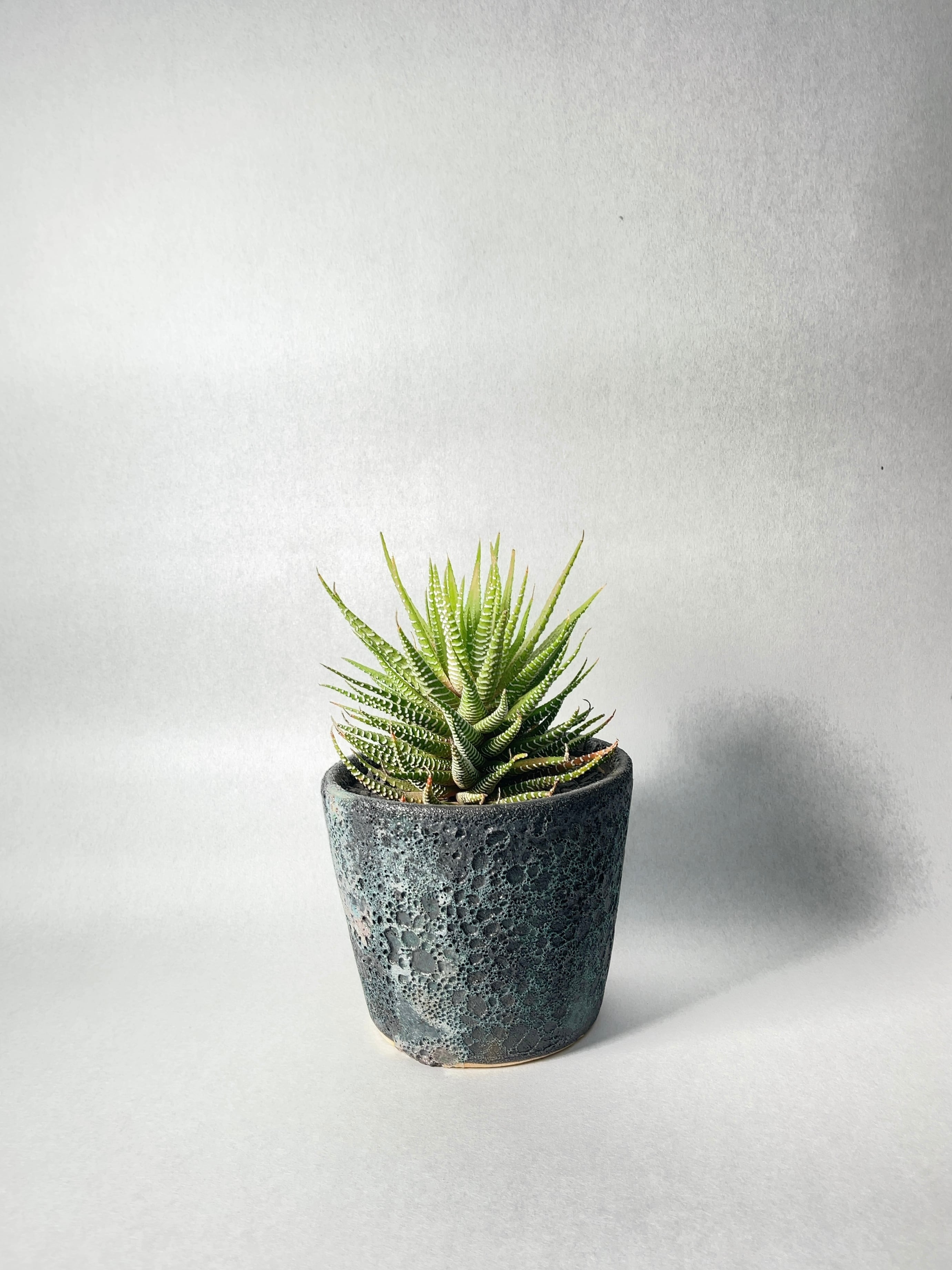 ハオルチア・白蝶 | trigger