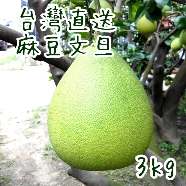 柚子 台灣産 麻豆文旦 果物