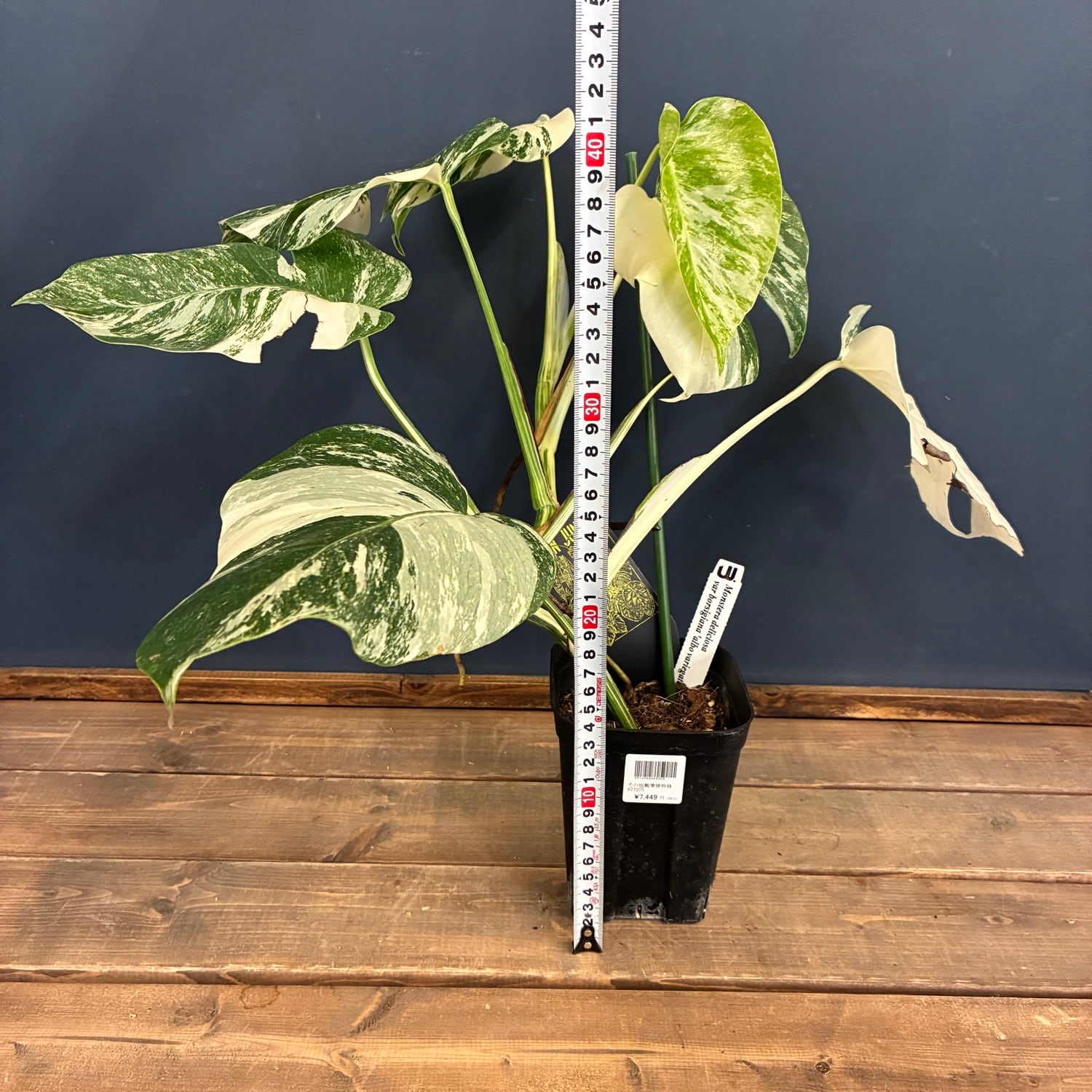 【3B】3株寄せ植え モンステラ 斑入り ボルシギアナ 高さ57cm UJ】モンステラ ボルシギアナ アルボ 斑入り【853】 | PROTOLEAF