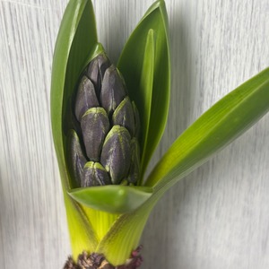 【球根の特別限定品】　球根付き芽出しヒヤシンス　ブルー　　3本（3球）