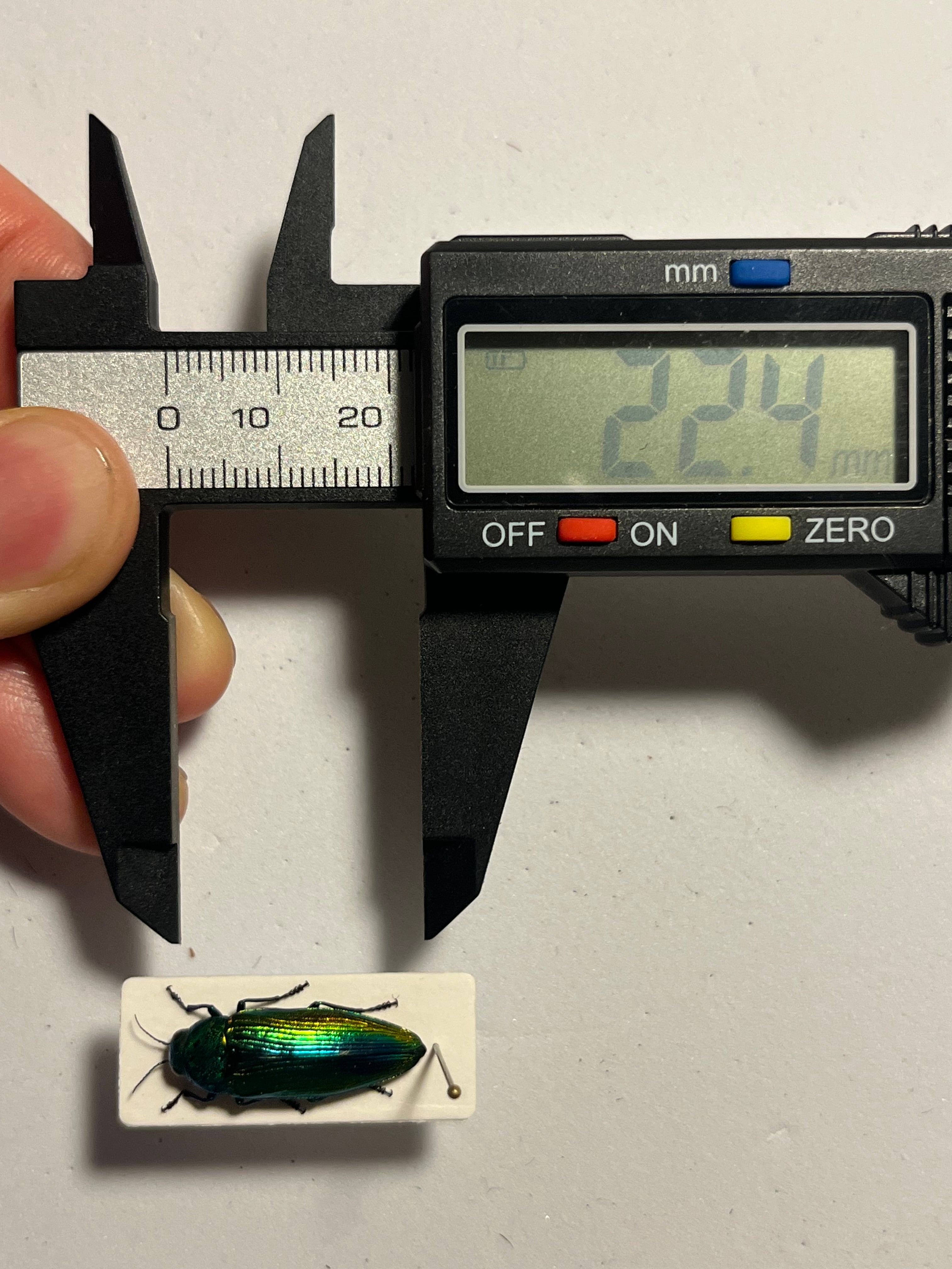 青玉虫最高峰】エゾアオタマムシ Bigサイズ 昆虫標本 コブハムシ