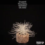 【送料無料】tectorum XL〔エアプランツ〕現品発送T4607