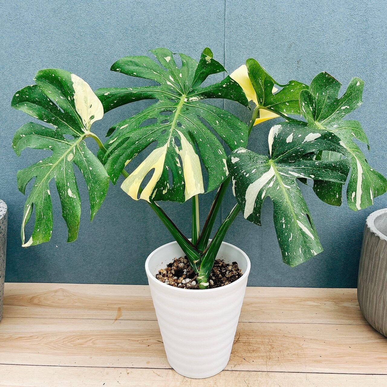 現品］【希少】30番 クワズイモ 斑入り 8号 白斑 観葉植物 室内 レア