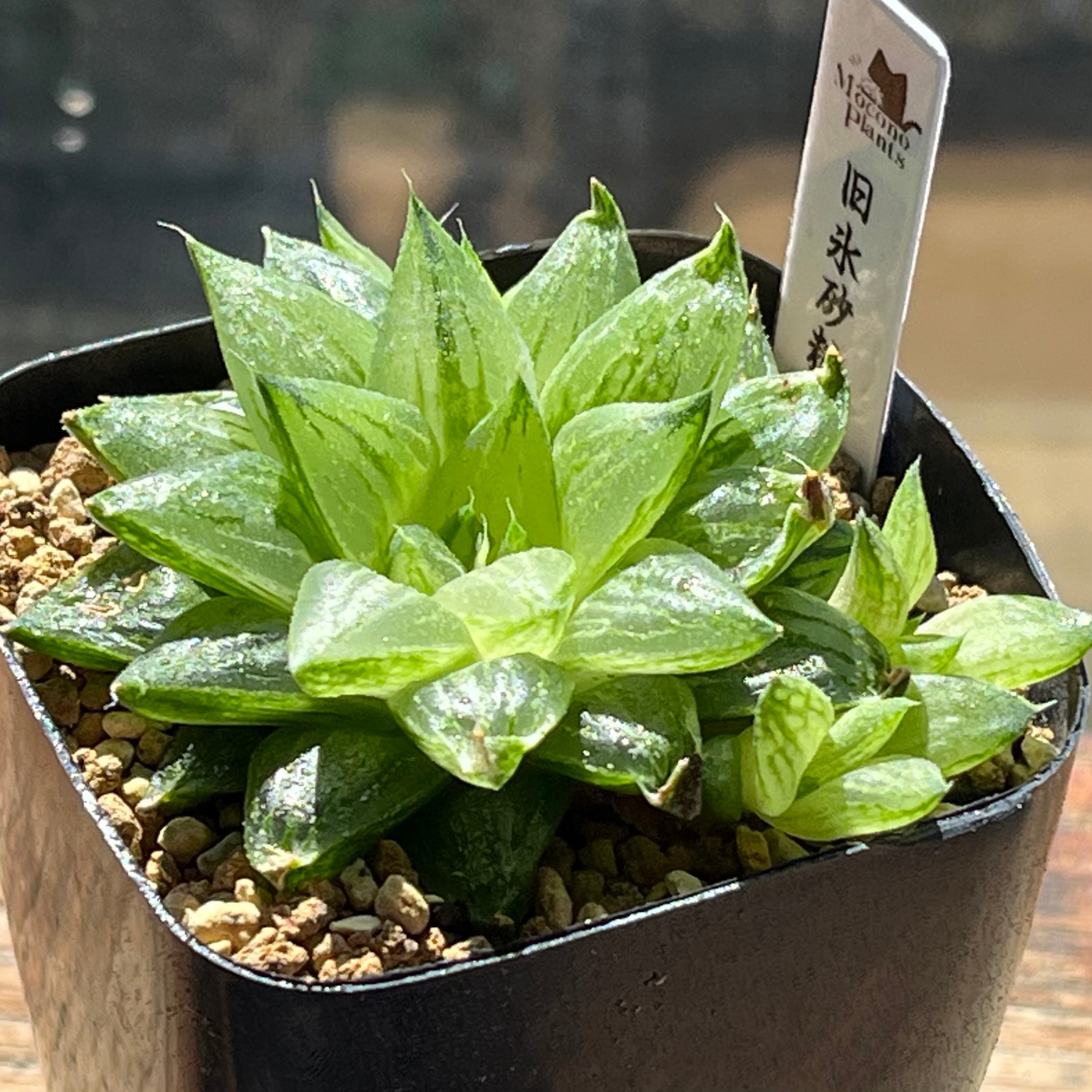 mocono_plants