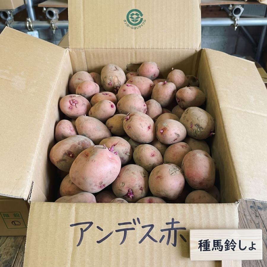 アンデスレッド 種芋 10kg 秋ジャガ 種芋 アンデス赤 10kg ほくほく甘い赤ジャガイモ 秋植え 野菜