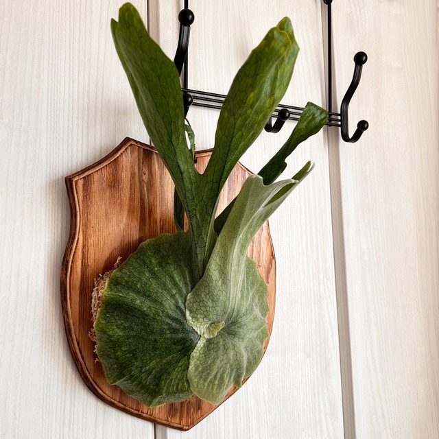 ビカクシダ グランデ 板付 【観葉植物 壁掛け コウモリラン】