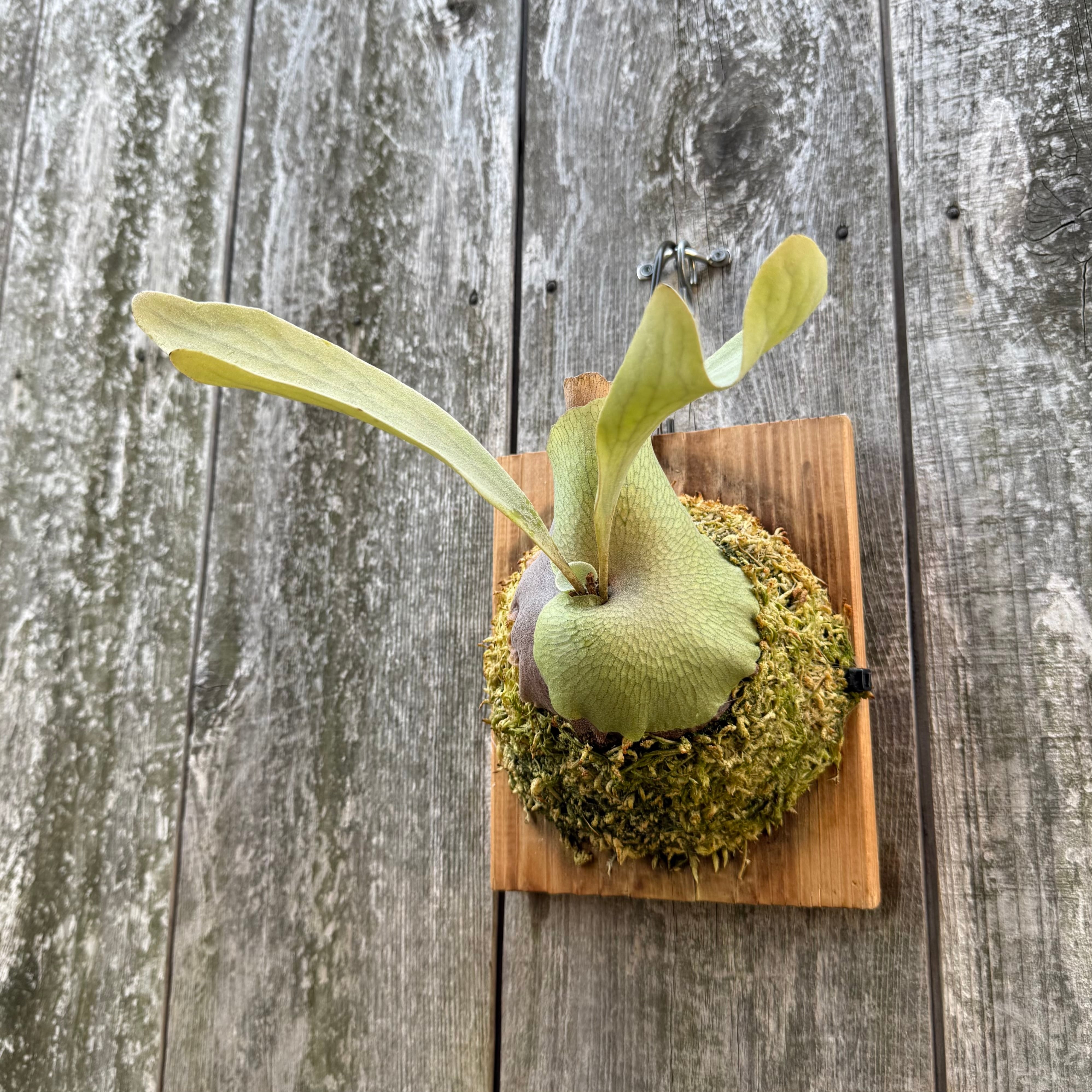 P. Blue Moon sporelings | naturefix